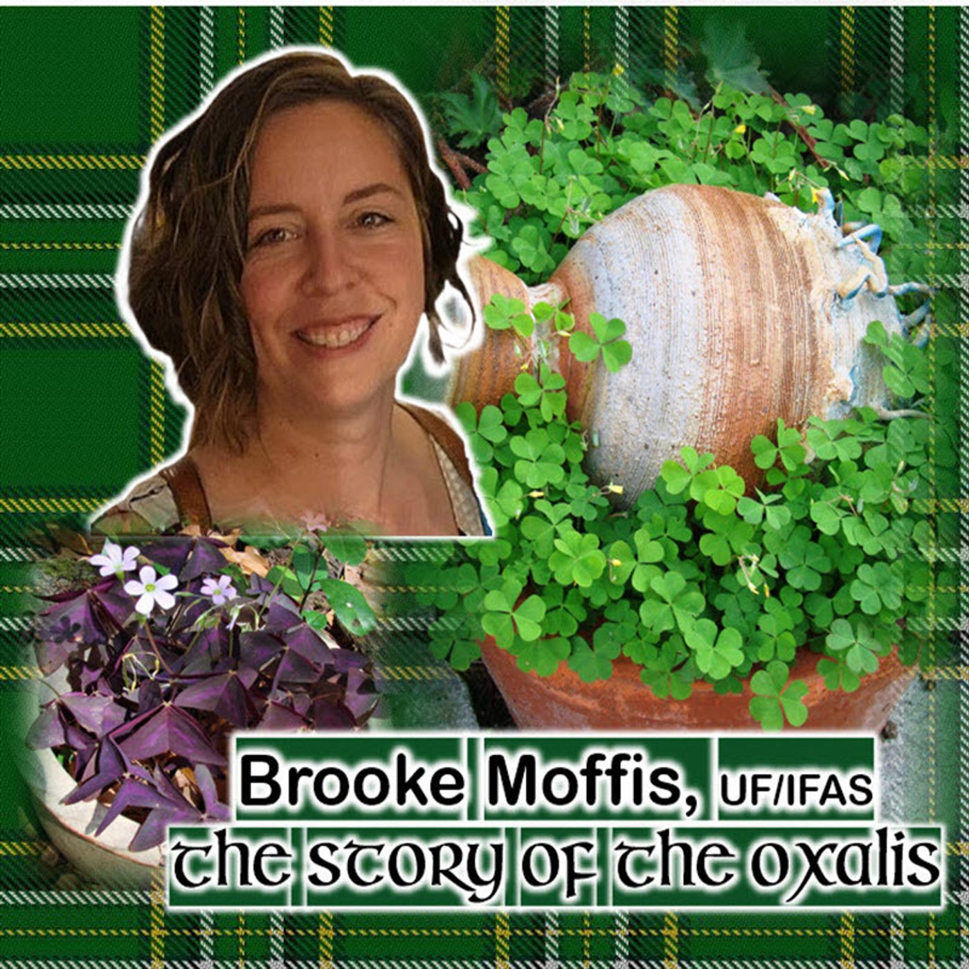 Better Lawns and Gardens - Hour 1 Brooke Moffis Oxalis Friend or Foe March 9, 2024