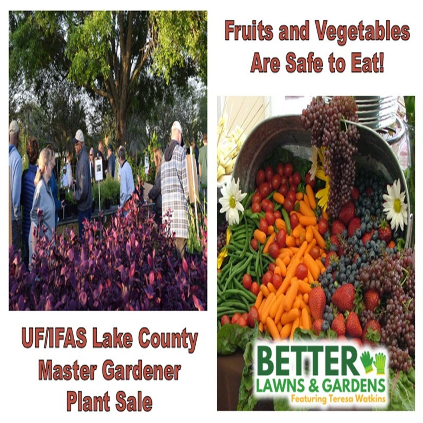 S2 Ep280: Better Lawns and Gardens Pesticides Dirty Dozen March 23, 2024