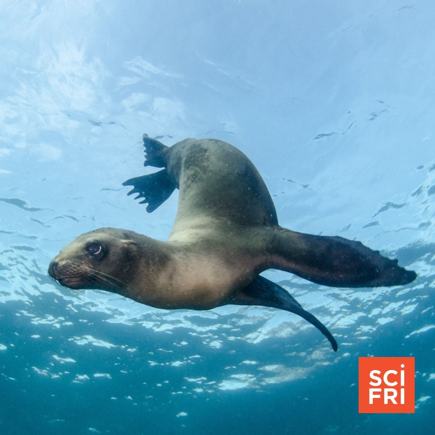 736: Swimming Sea Lions Teach Engineers About Fluid Dynamics
