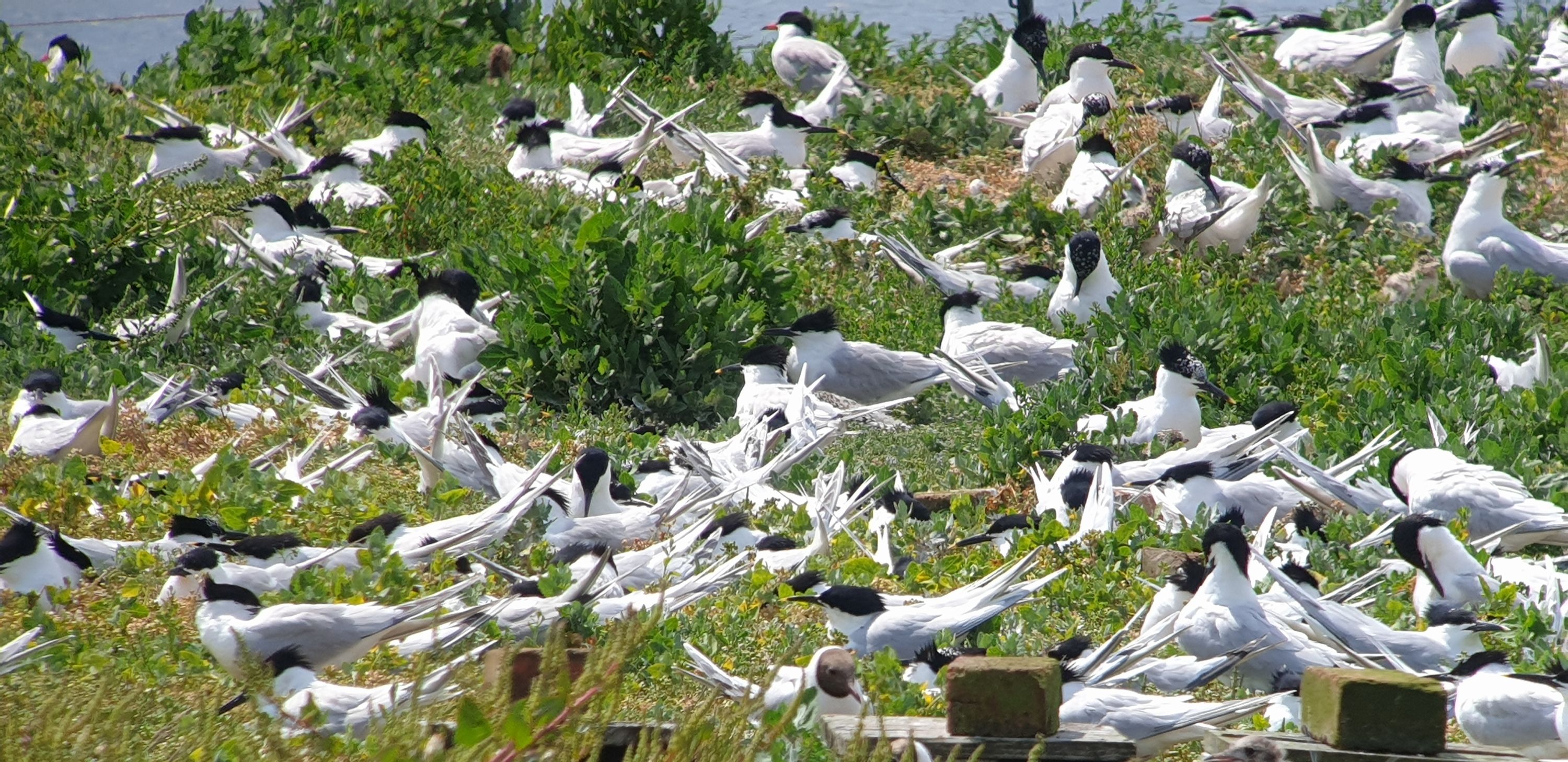 Migrating terns