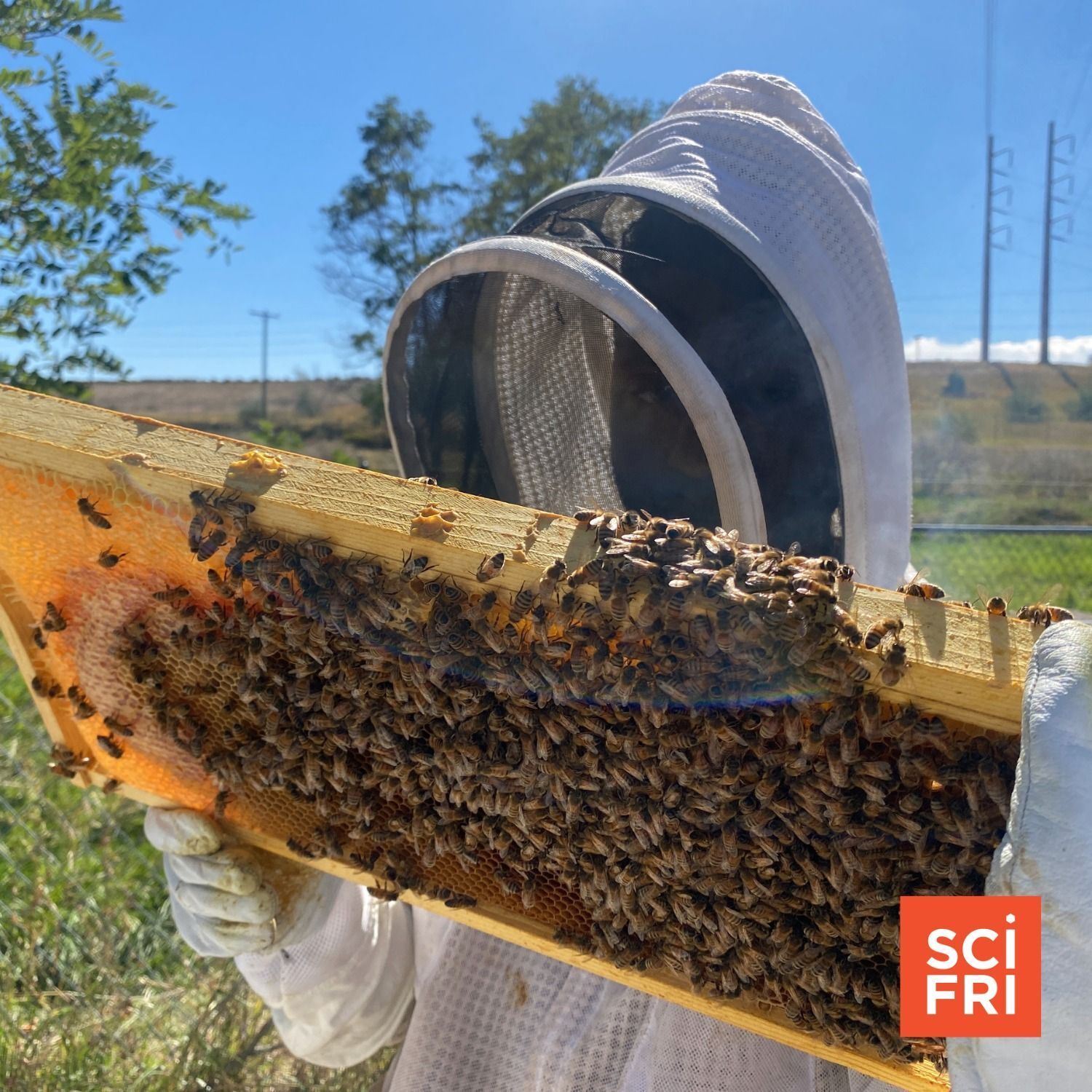 751: Inside The Race To Save Honeybees From Parasitic Mites