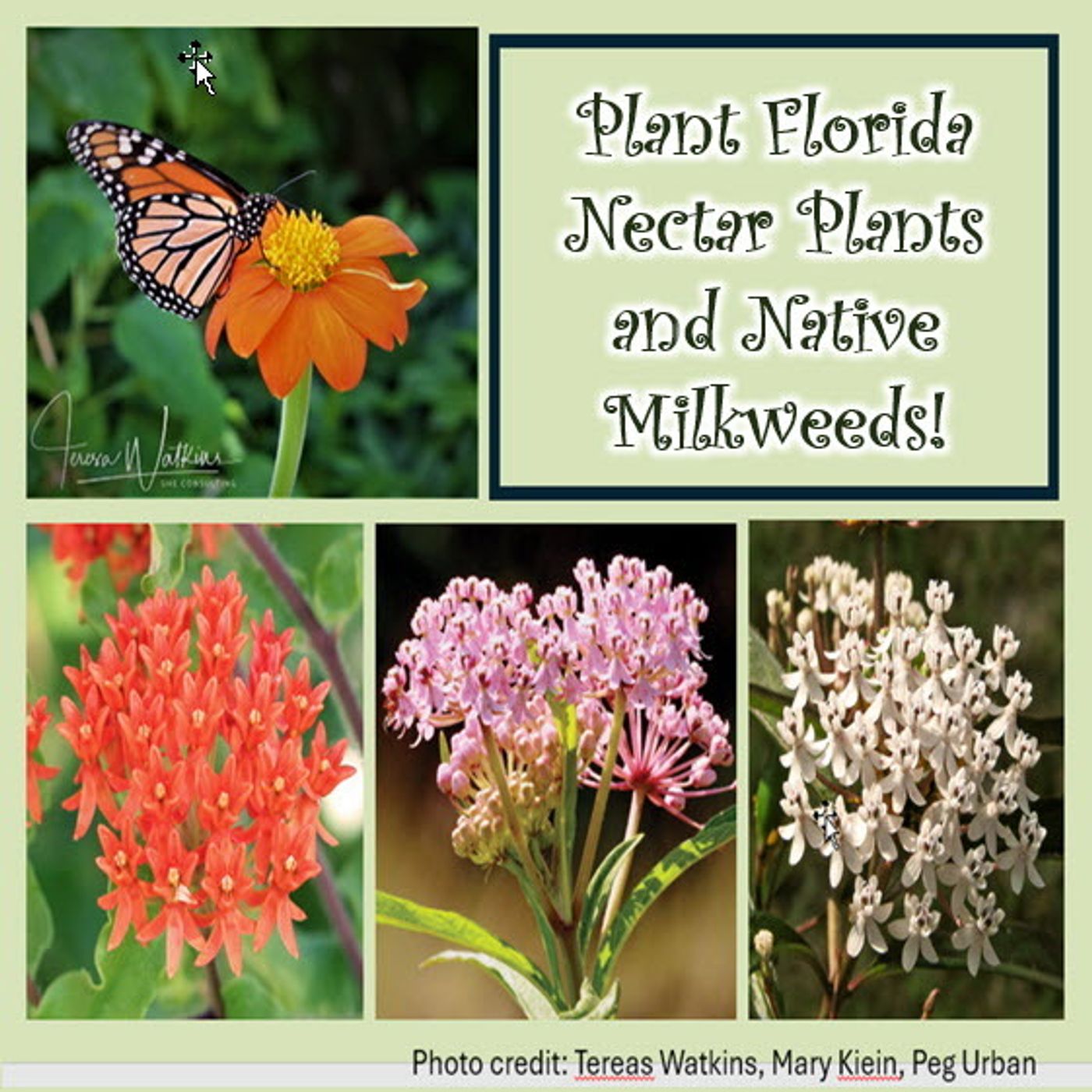S2 Ep287: Better Lawns and Gardens Hour 2 Don't Rip Out Native Milkweed! May 4, 2024