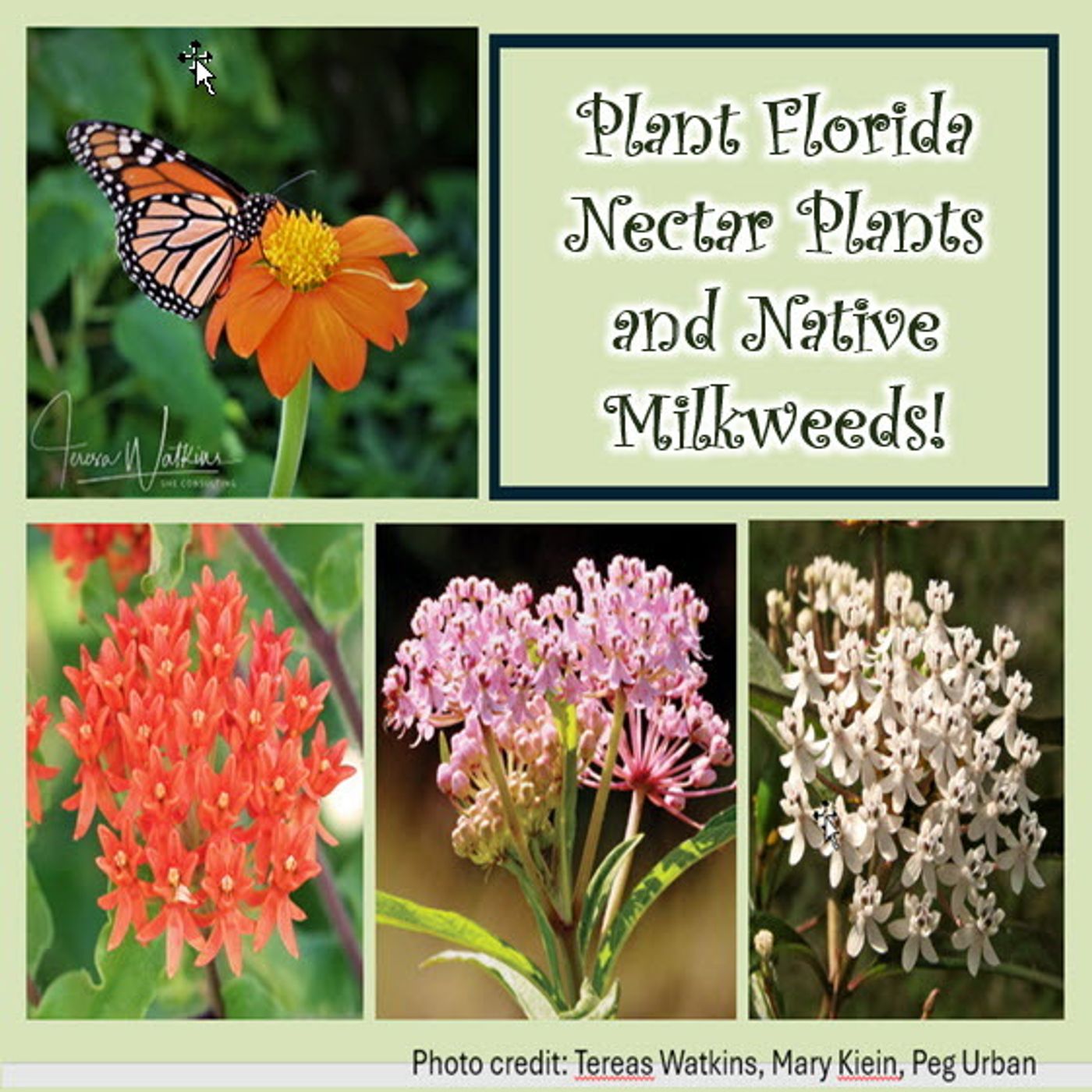 Better Lawns and Gardens Hour 2 Don't Rip Out Native Milkweed! May 4, 2024