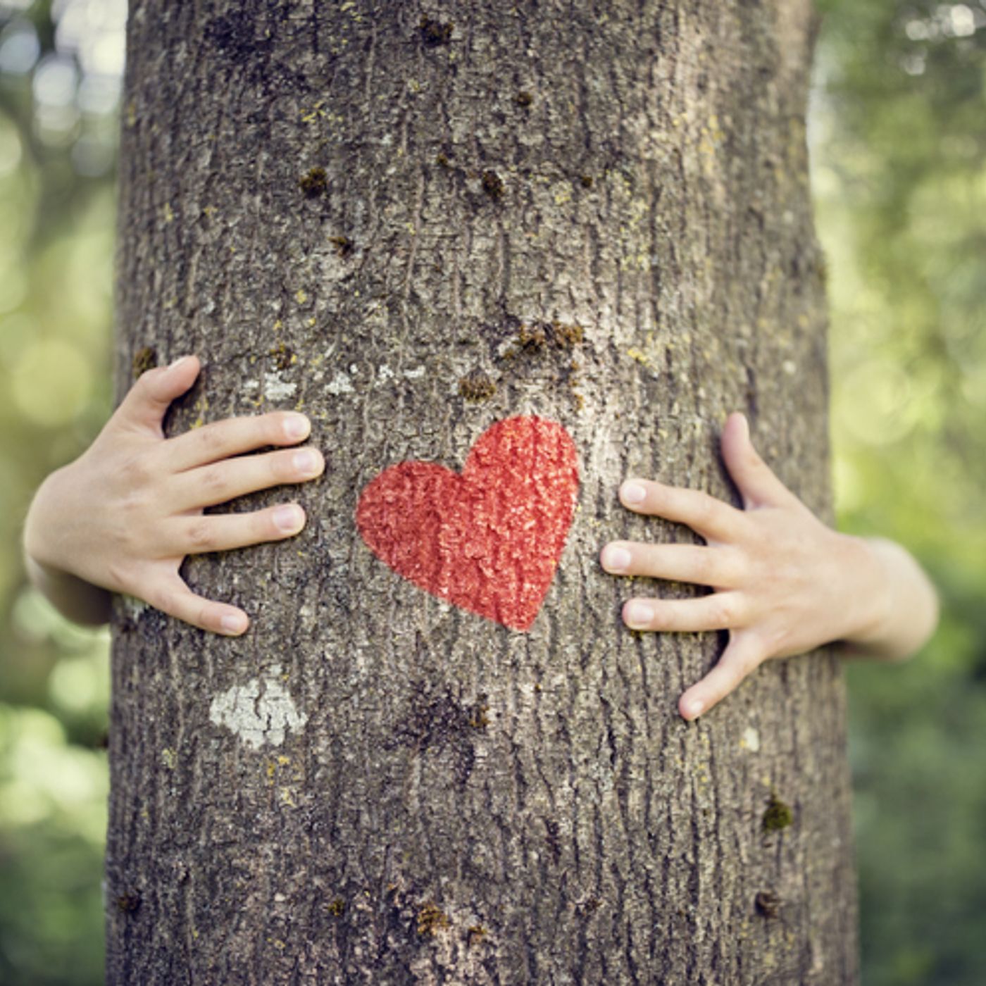 THE FEED: Hugging Trees and Other Ways to Improve Mental Health episode artwork