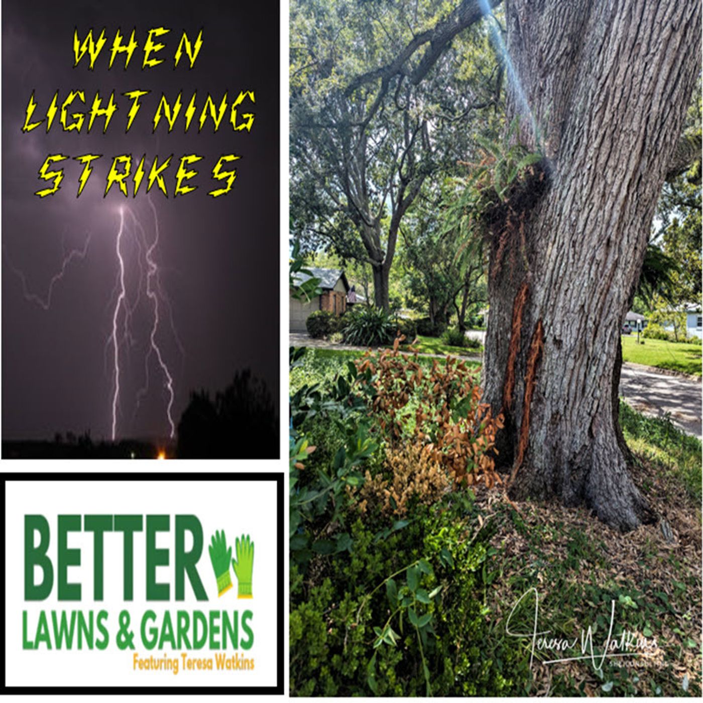 Better Lawns and Gardens - Hour 2 What if Lightning Strikes Your Tree? June 29, 2024