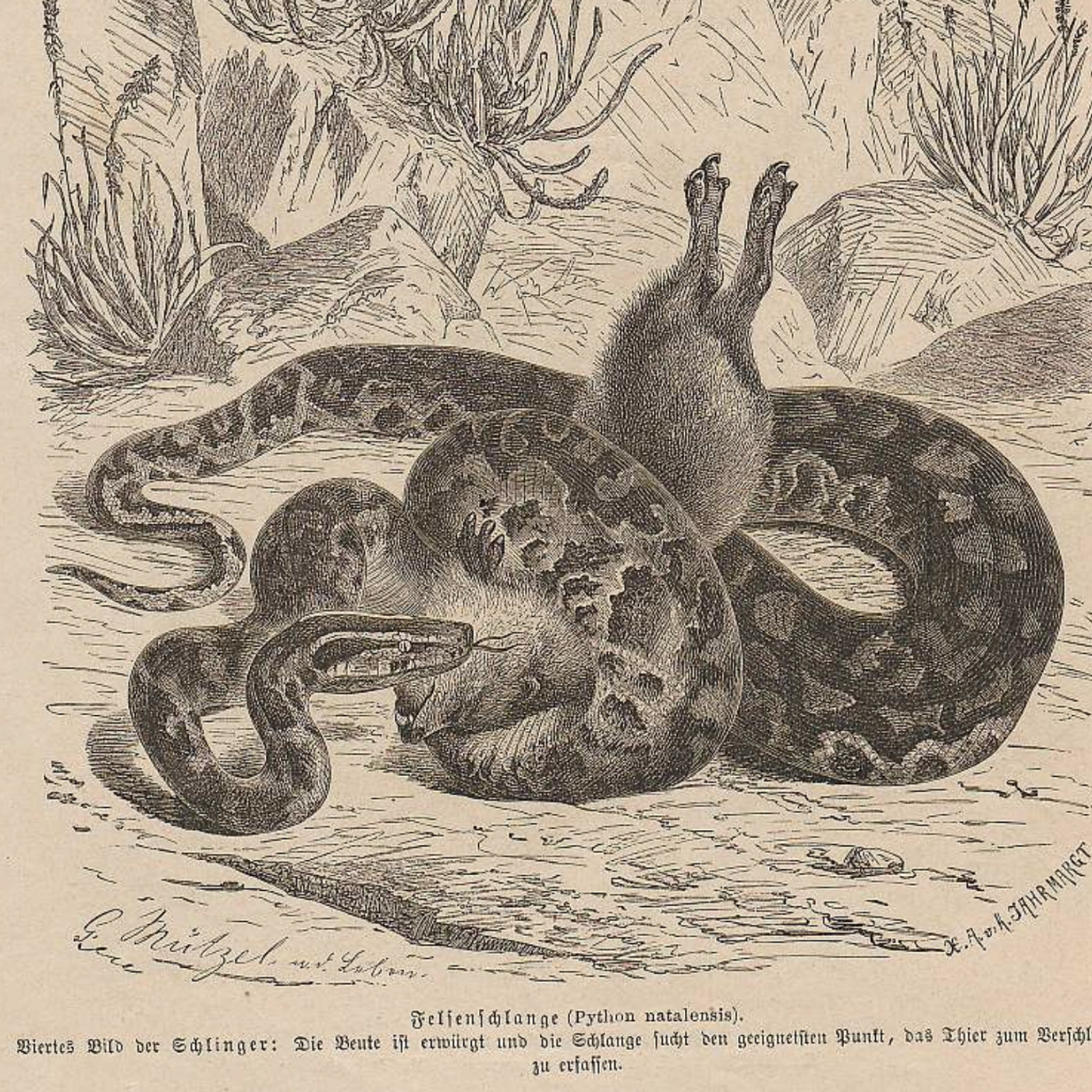 #OzWatch: Snakes awake early: hungry, aggressive and unpredictable.  Jeremy Zakis, New South Wales. #FriendsofHistoryDebatingSociety