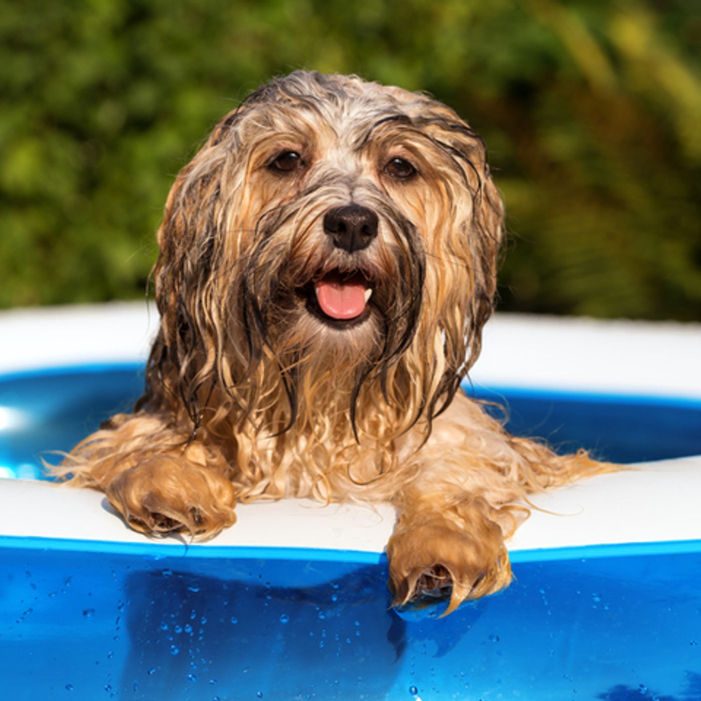 The Feed: Splash-tastic Fun for Kids and Pets at Home episode artwork