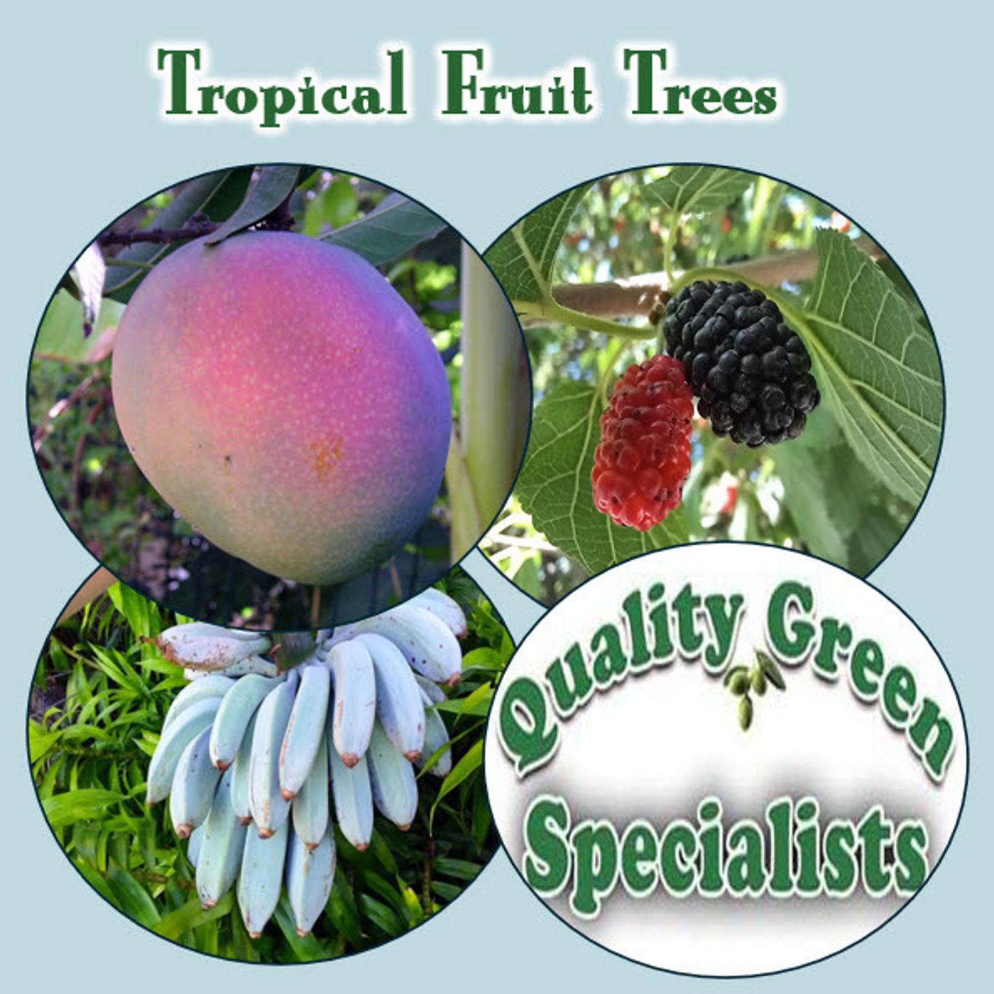 Better Lawns and Gardens - Hour 1 Tropical Fruit Trees July 13, 2024