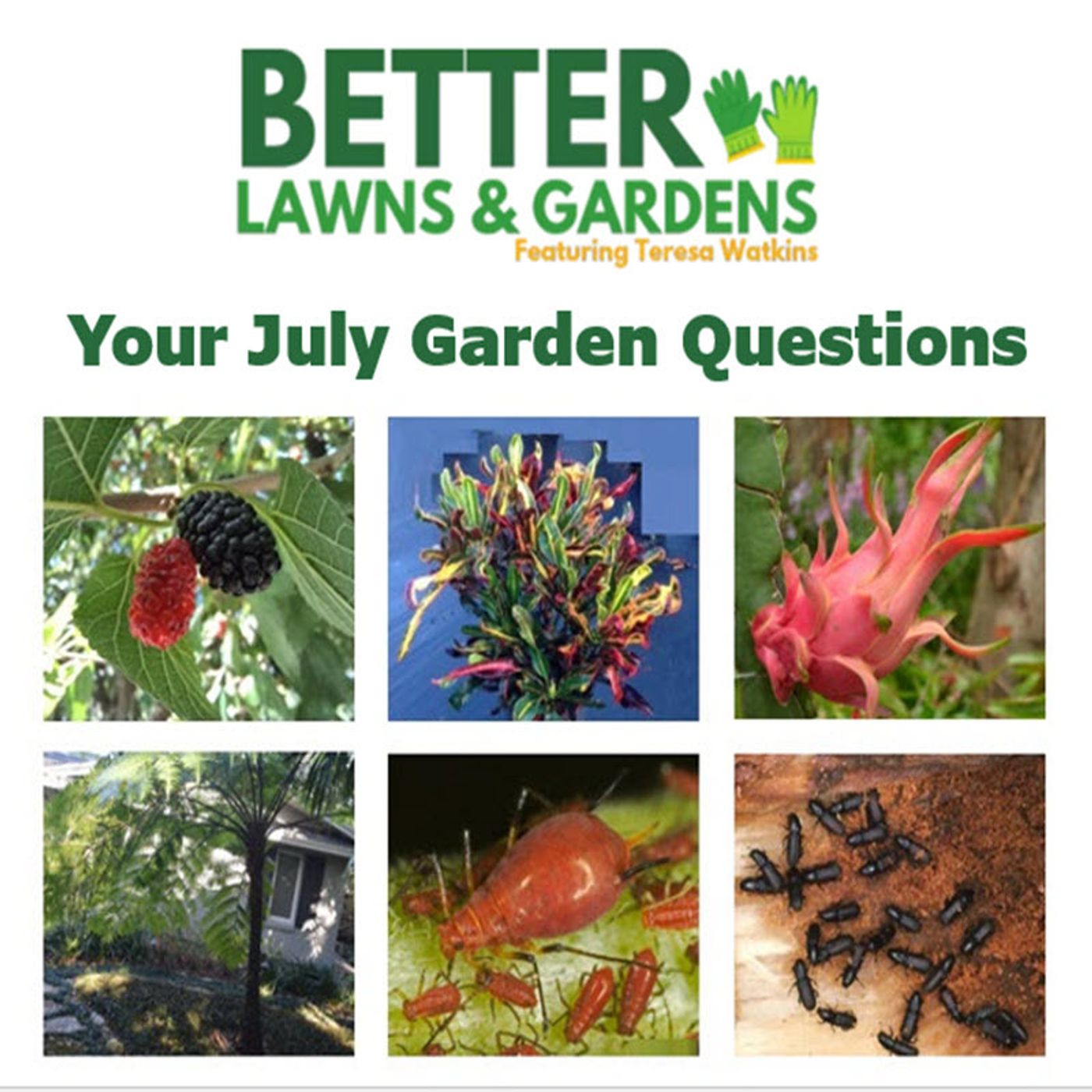 Better Lawns and Gardens - Hour 2 Your Gardening Questions Answered July 27, 2024