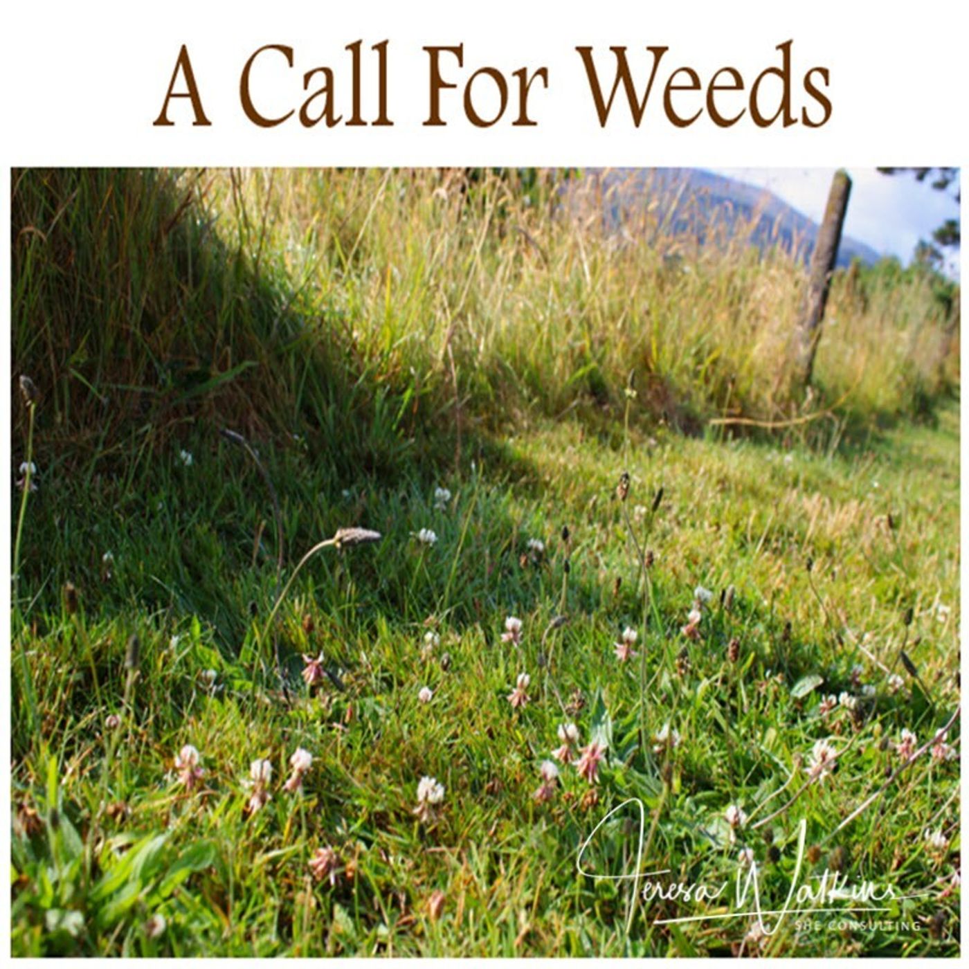 S2 Ep303: Better Lawns and Gardens - Hour 1 Weeds - Naturalizing Our Yards August 3, 2024