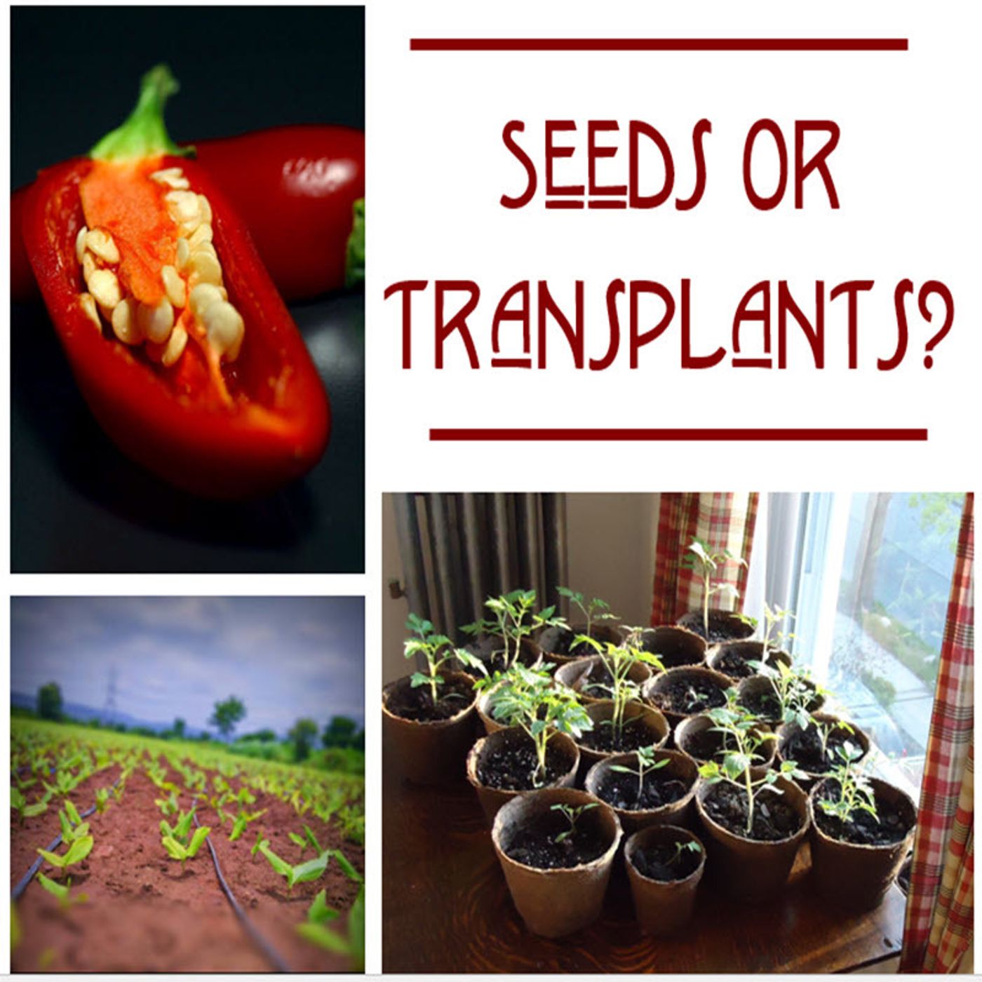 Better Lawns and Gardens - Hour 2 Seeds or Transplants Aug 3, 2024