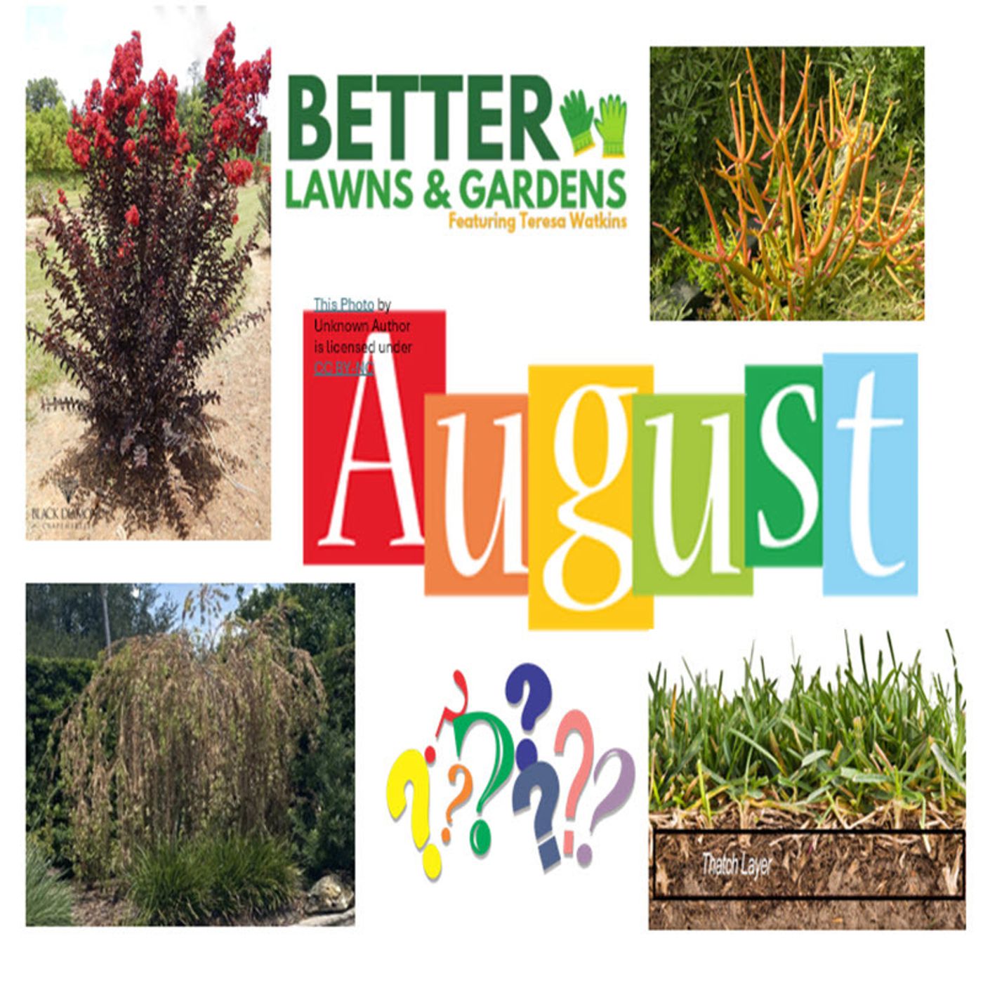 Better Lawns and Gardens - Hour 2 August Gardening Questions August 10, 2024