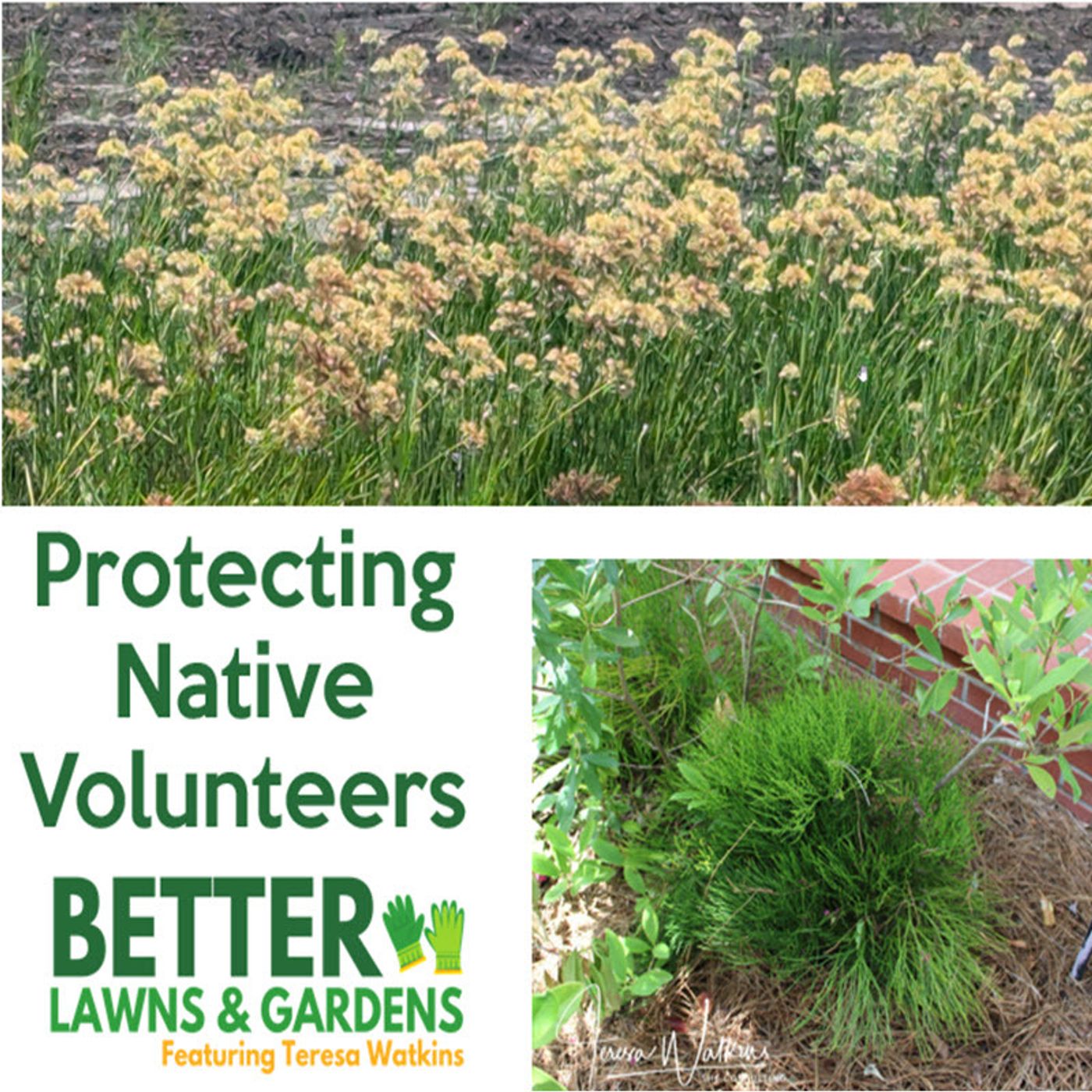 Better Lawns and Gardens - Hour 1 Native Volunteers August 17, 2024