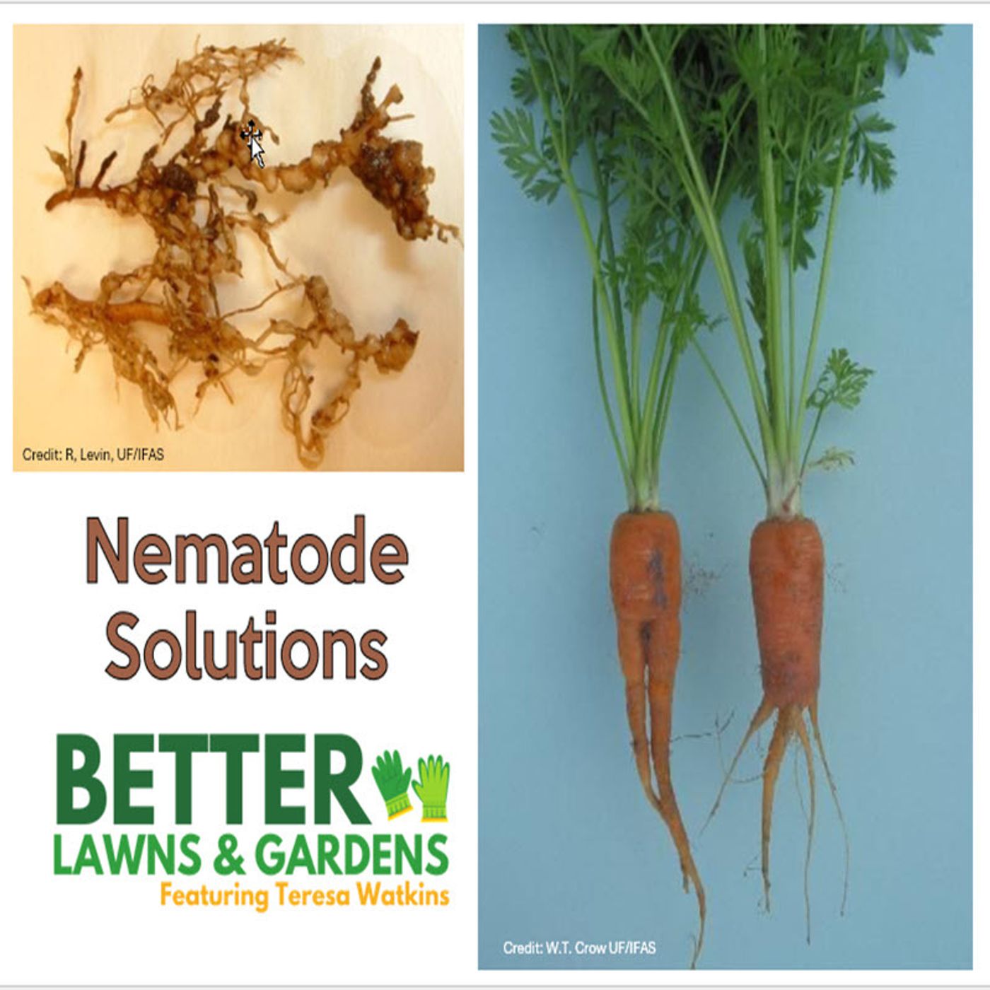 Better Lawns and Gardens - Hour 2 Nematode Solutions August 17, 2024