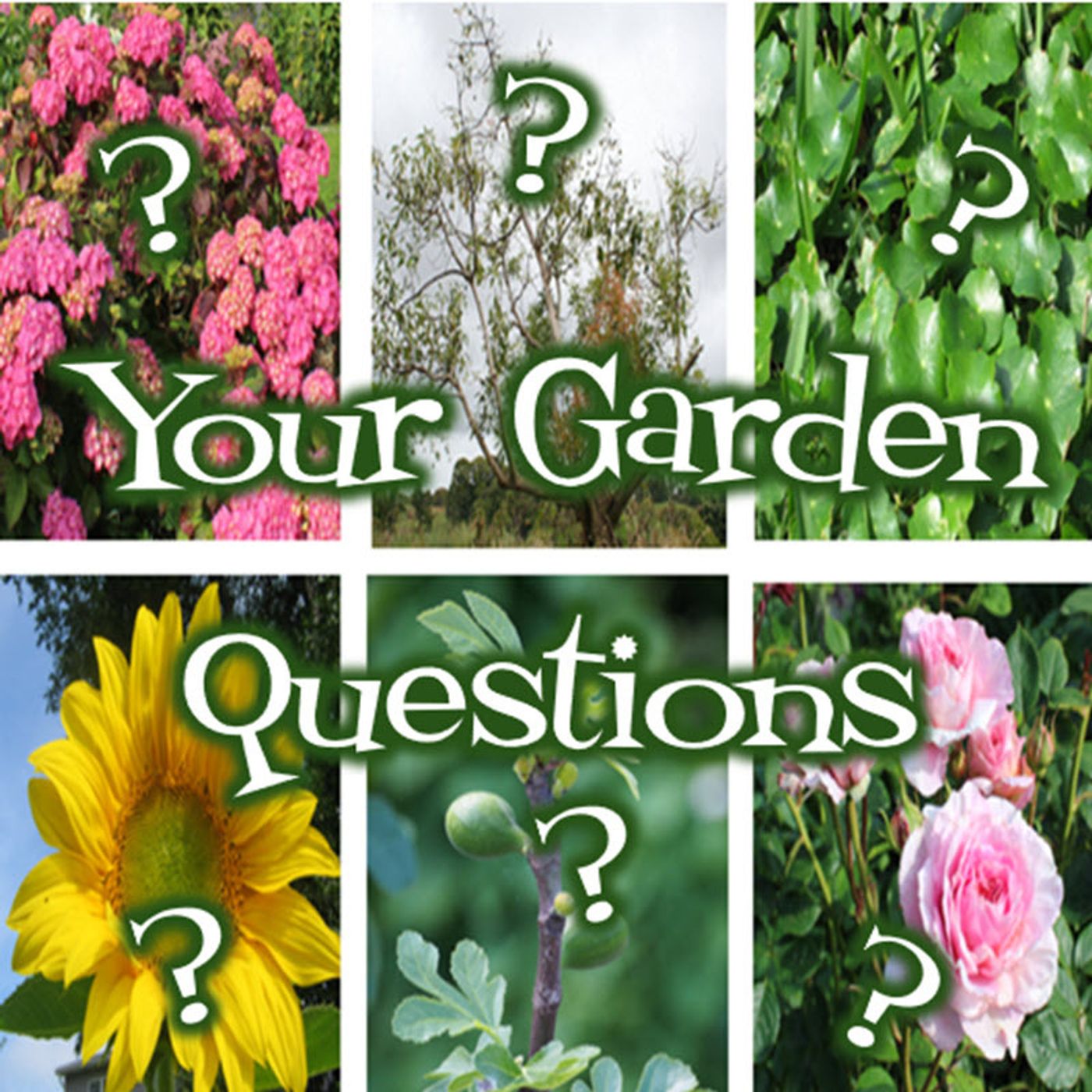 Better Lawns and Gardens - Hour 2 Your Garden Questions Answered August 24, 2024