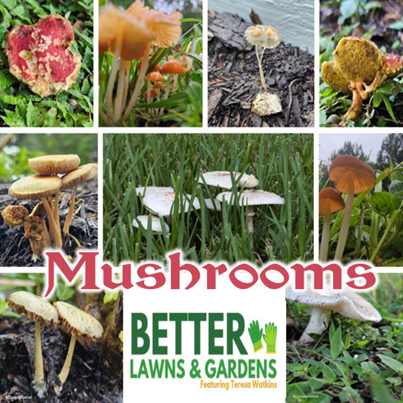 Better Lawns and Gardens - Hour 1 Mushrooms Good or Bad? September 7, 2024