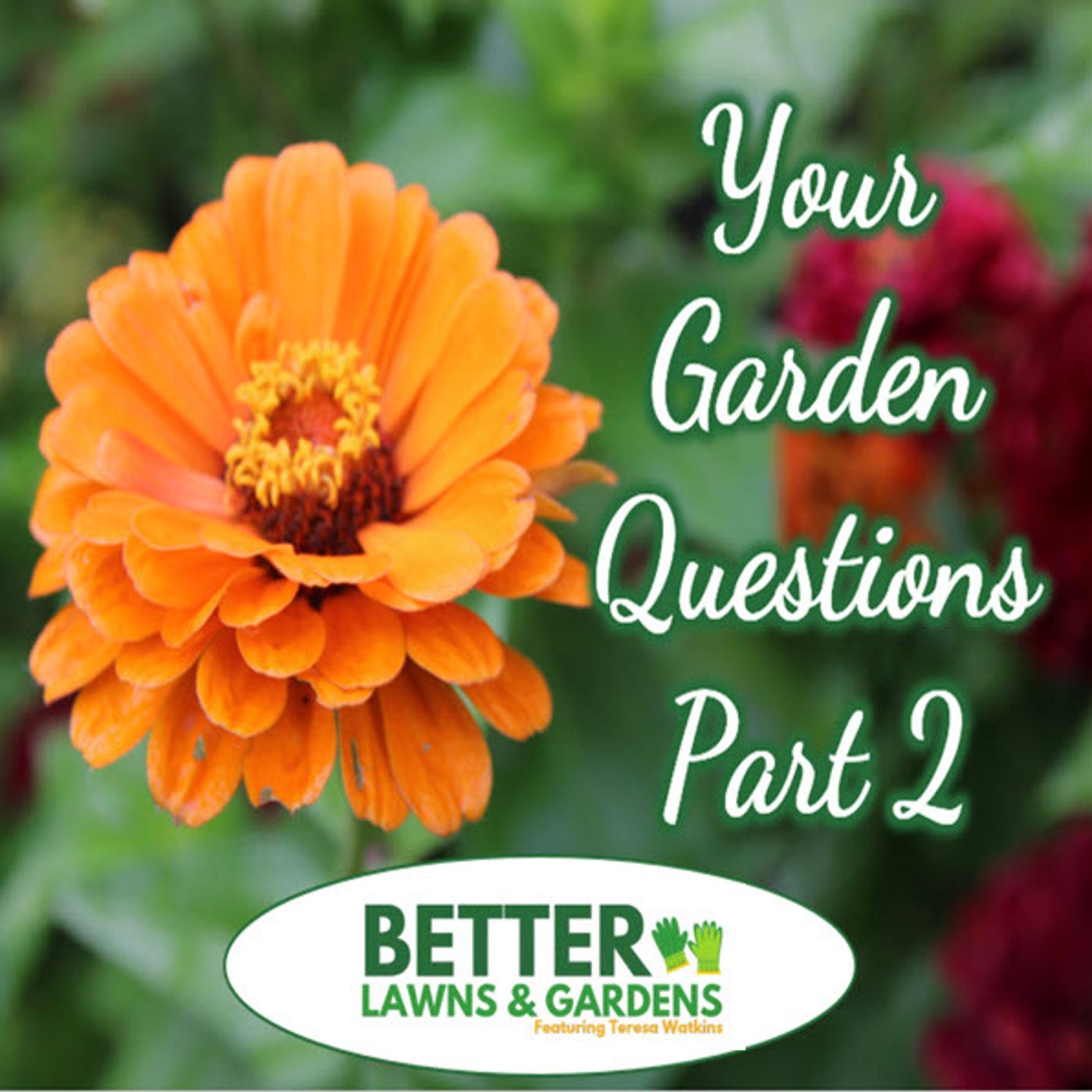 Better Lawns and Gardens - Hour 2 Your Gardening Questions September 14, 2024