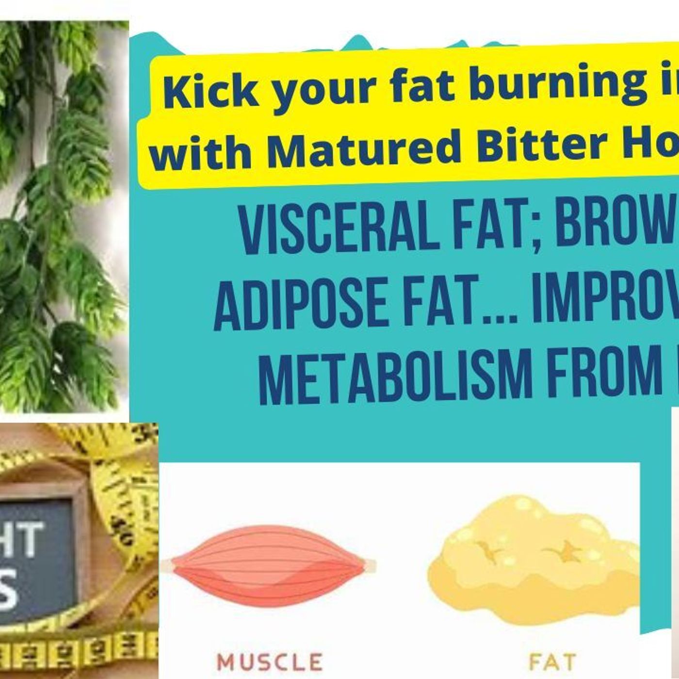 LOSING FAT IN OUR BODIES. metabolisism, WHAT FAT CONTAINS, HCG and Matured Hops Bitter Extracts....