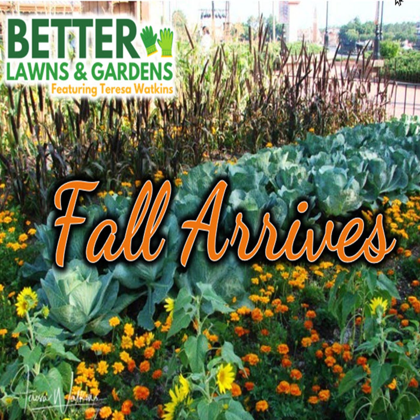 Better Lawns and Gardens - Hour 1 Fall Arrives September 21, 2024