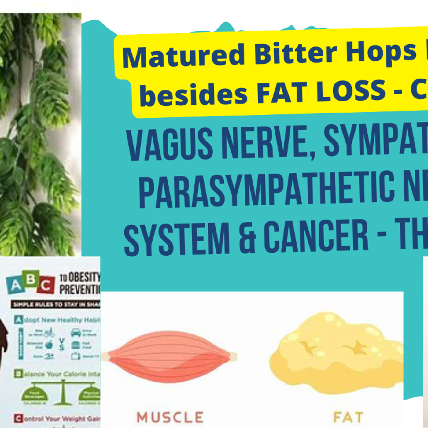 Just my thoughts on c@ncer and our new matured bitter hops extract - vagus nerve, SNS & PSNS benefit
