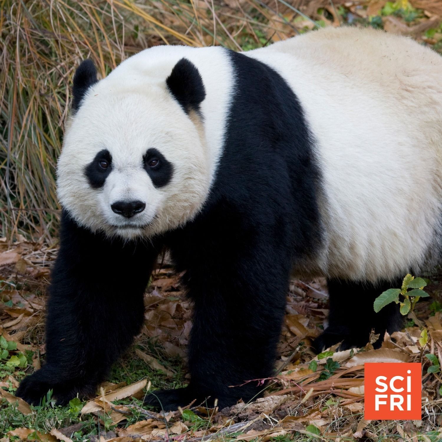 884: Pandas Return To Washington, D.C. | A Lesser-Known Grain Called Kernza episode artwork