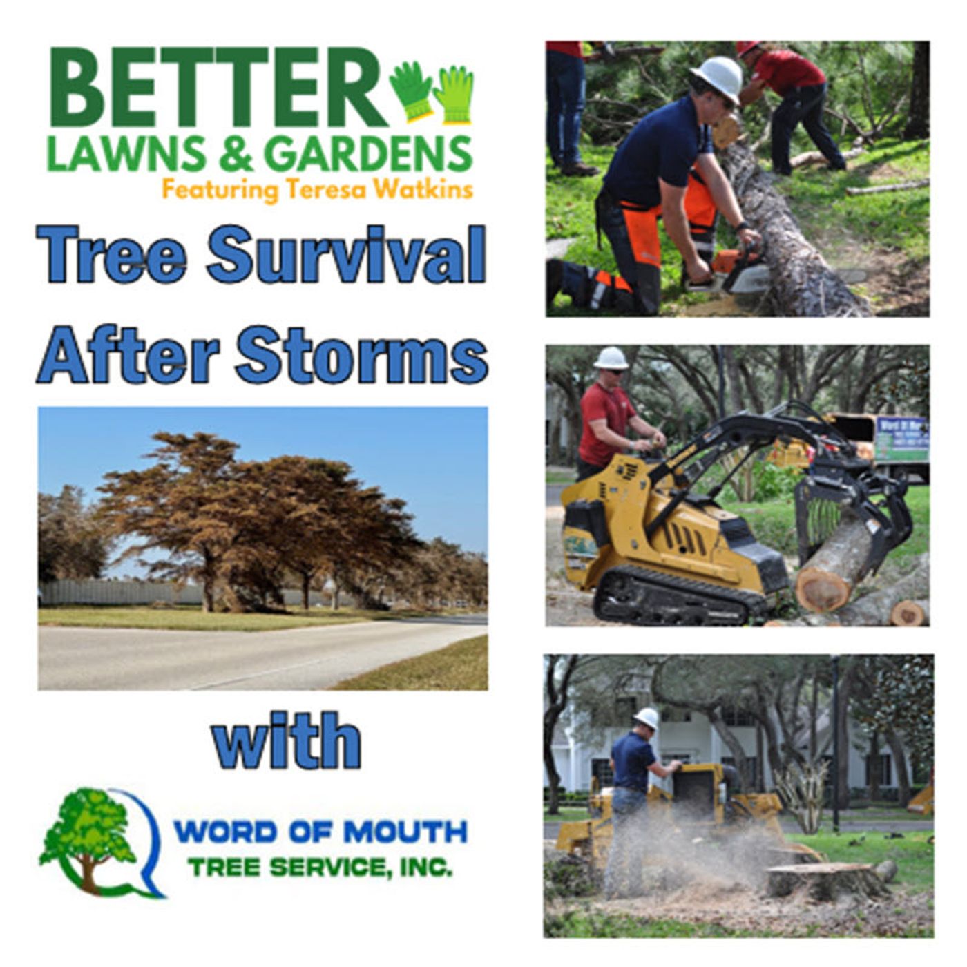 S2 Ep319: Better Lawns and Gardens - Hour 2 Tree Survival After Storms October 19,2024