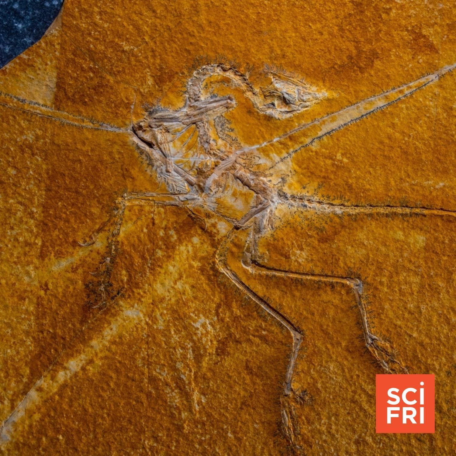 889: Did Dinosaur Flight Evolve More Than Once? | Biodiversity’s Biggest Event Is Underway episode artwork