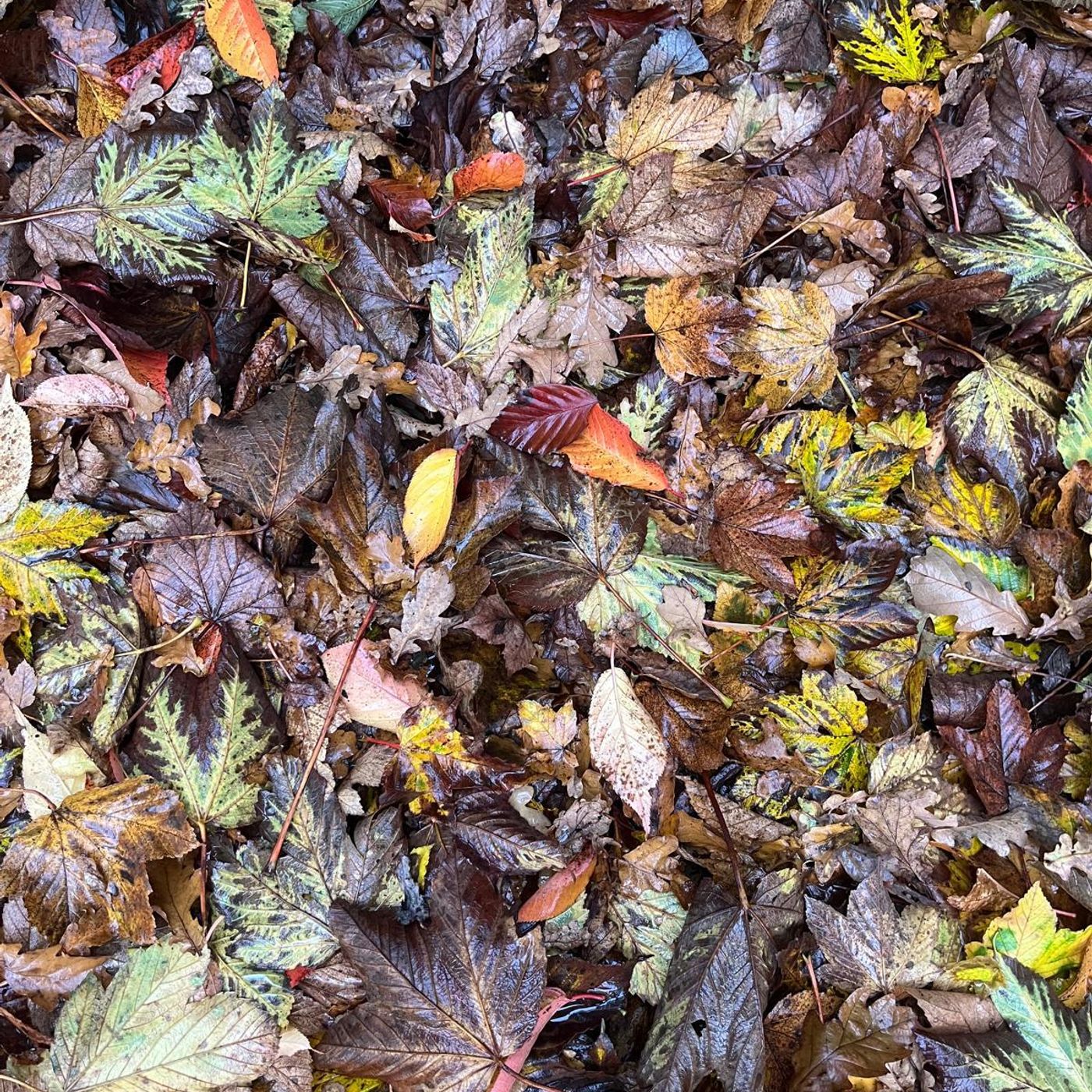 S2024: "After the storm - Walking on acorns - Electric car - Inside Café Beva."  Fragment No 20 of Paul O'Mahony's daily diary.
