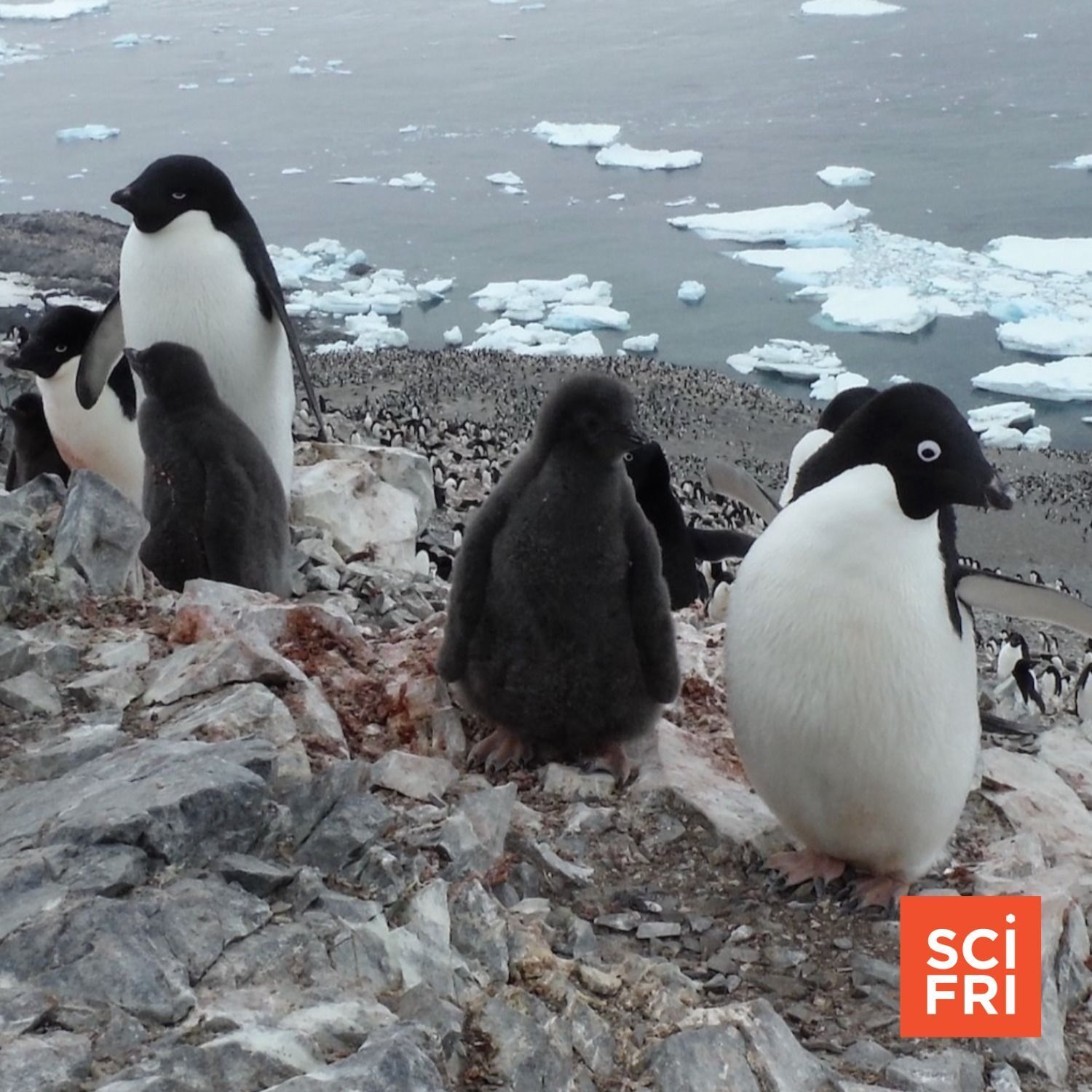 898: Chickens Have Friendships And Reputations | Tourist Photos May Help Map Penguin Colonies episode artwork