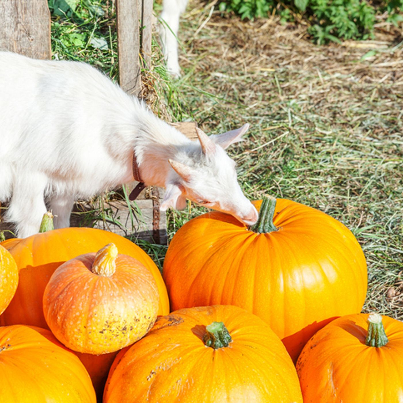 Keeping It 203: Pumpkin Donations in CT and A Christmas Tree for New Haven episode artwork