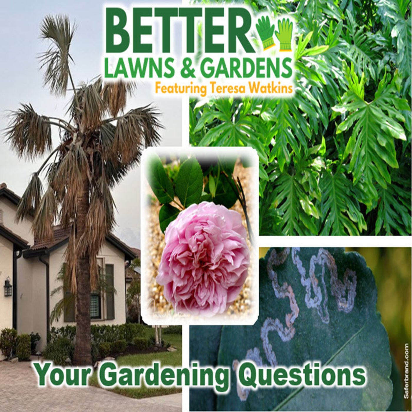 Better Lawns and Gardens - Hour 2 Fall Garden Questions November 9, 2024