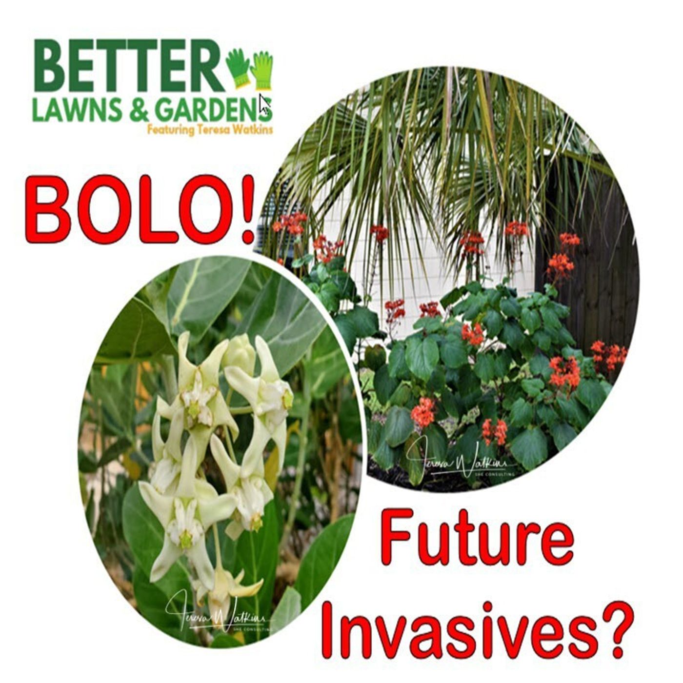Better Lawns and Gardens - Hour 1 2024 Future Invasive Plants November 16, 2024