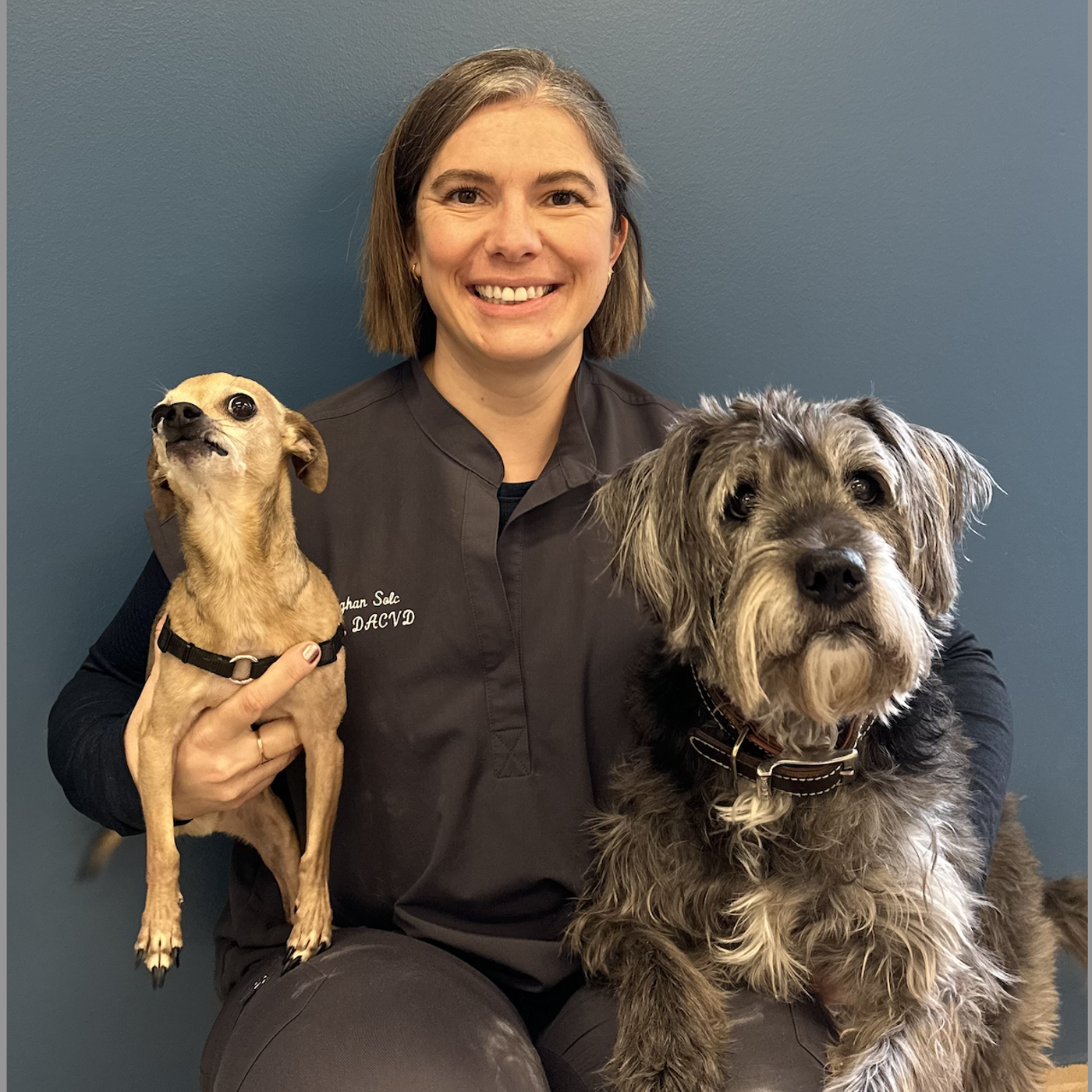 The Vet Blast Podcast presented by dvm360
