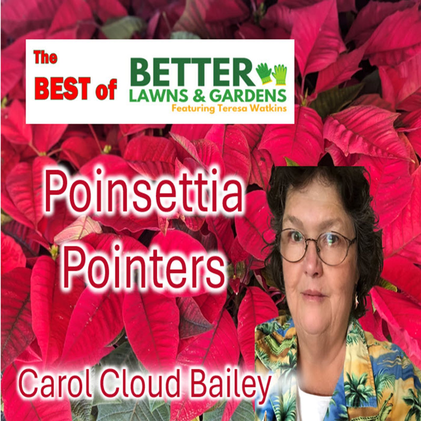 Better Lawns and Gardens - Hour 1 Best of Better Lawns and Gardens Poinsettias Nov 30 2024