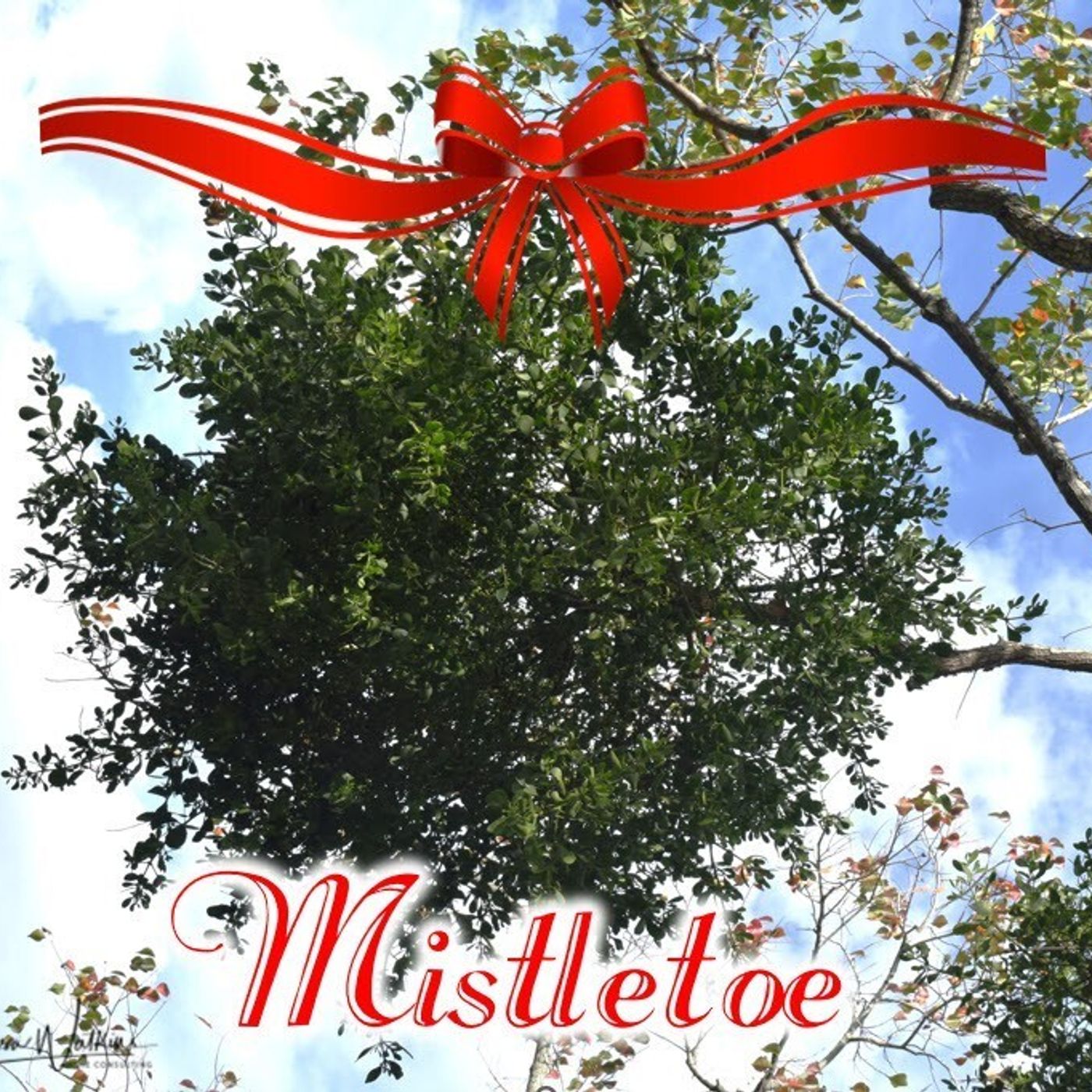 Better Lawns and Gardens - Hour 1 Mistletoe and More December 14, 2024