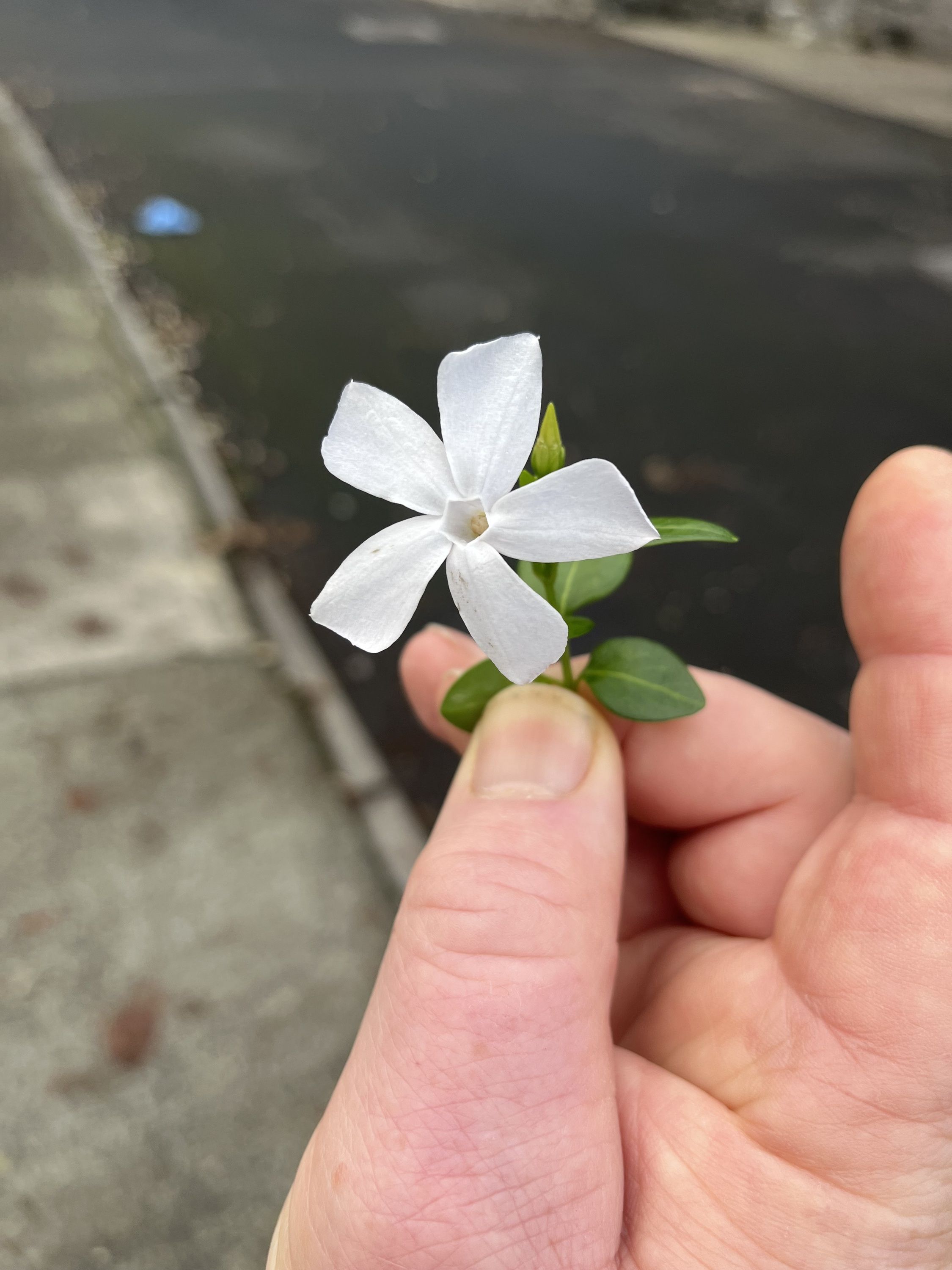 S202412 Ep24: NATIONAL RECOVERY DAY - by Paul O’Mahony #DecPodPoMo  Day 24/31