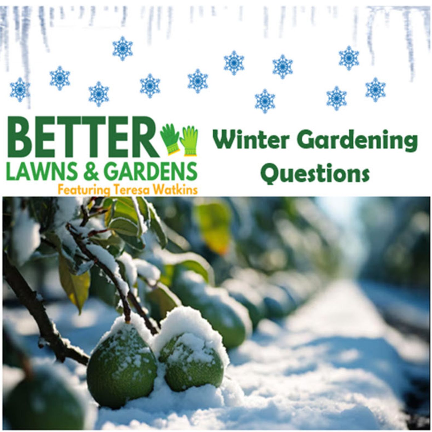 Better Lawns and Gardens - Hour 2 Winter Gardening Questions January 4, 2025