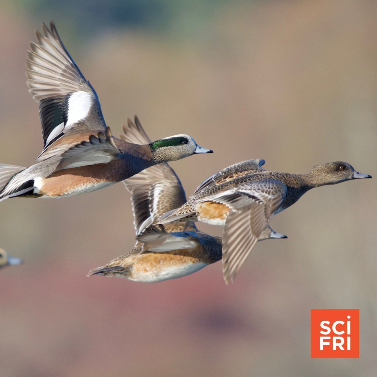 938: What Scientists Have Learned From 125 Years Of Bird Counts episode artwork