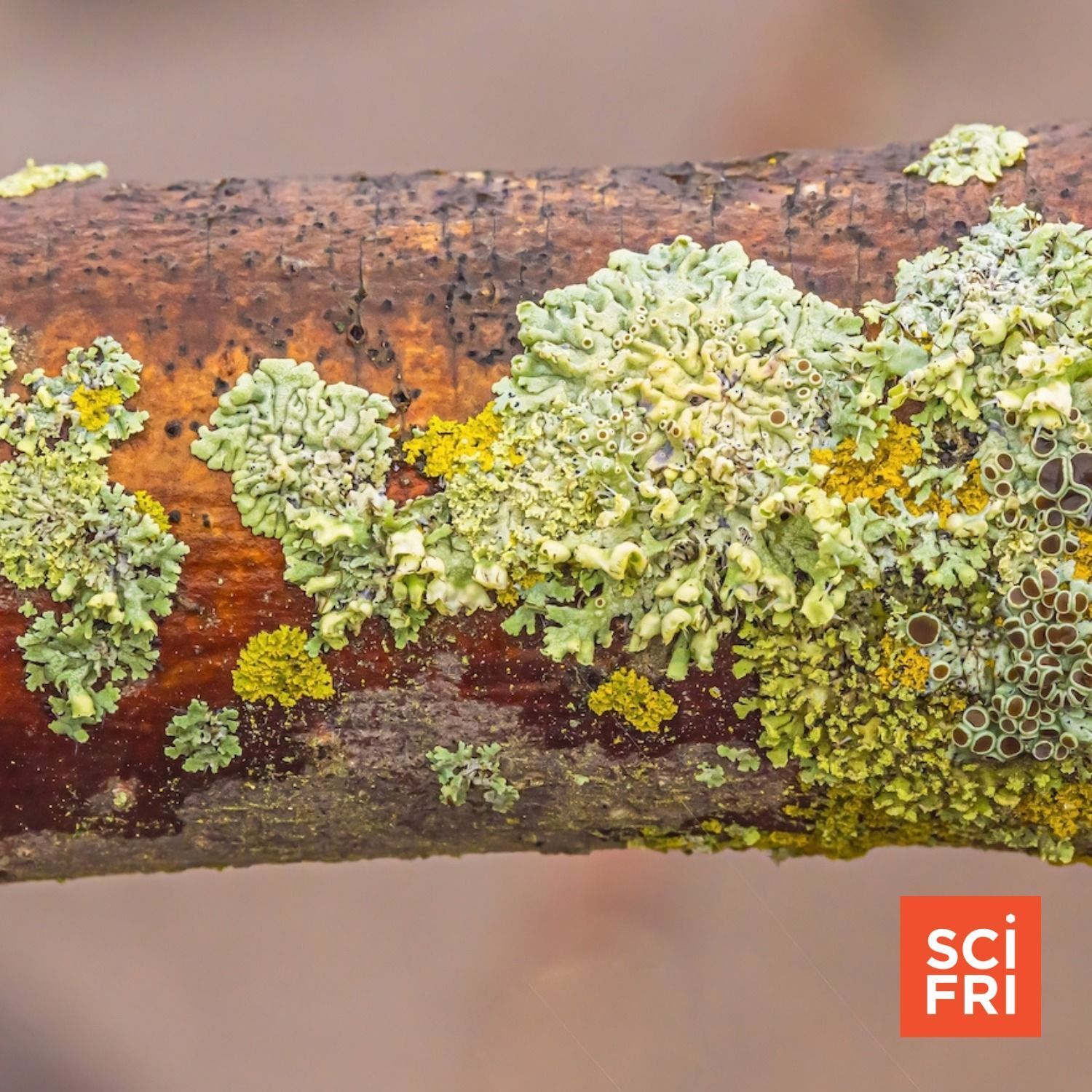 941: What Lichen Tell Us About Ecology, Air Quality, And More episode artwork