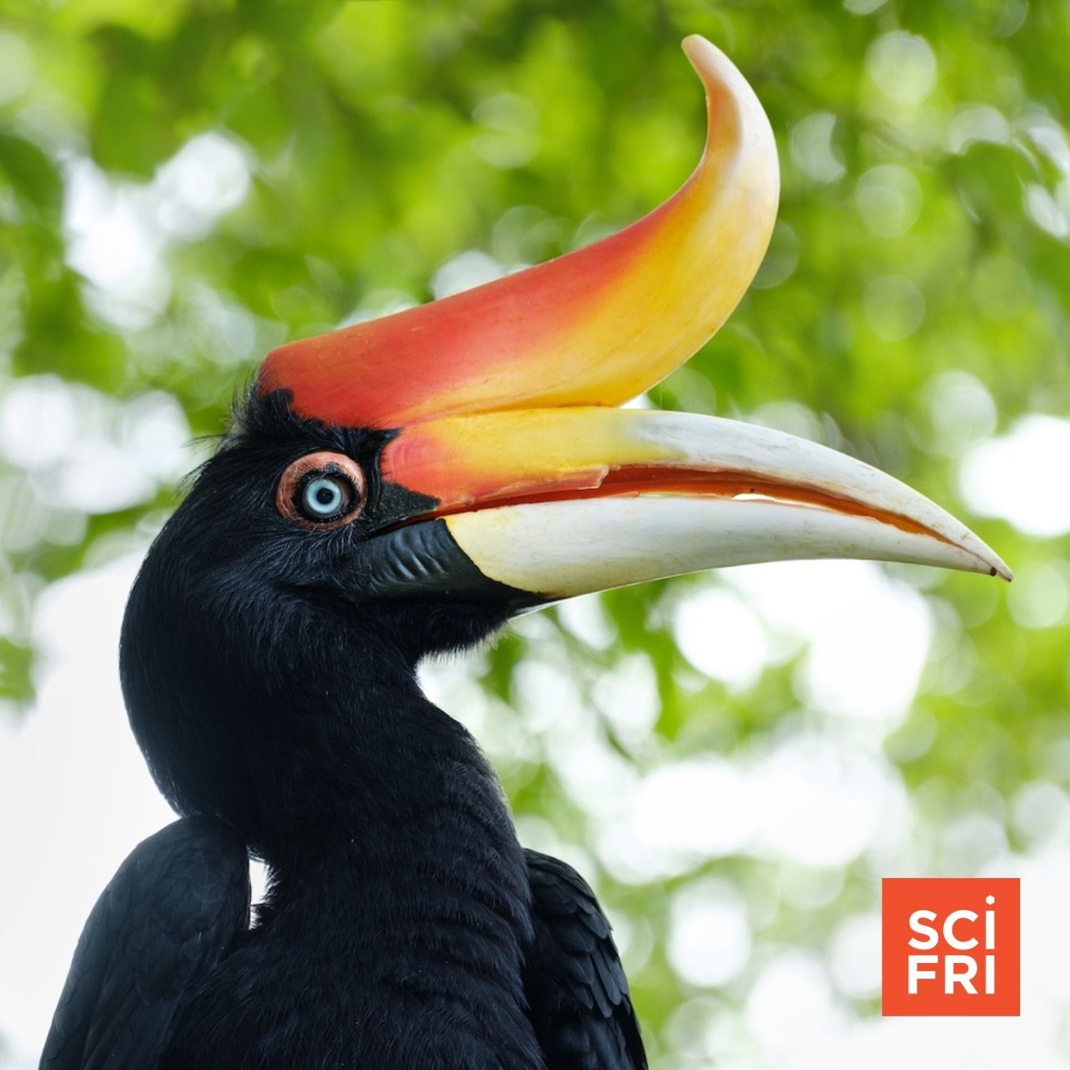 954: The Factors That Make Bird Sounds So Diverse Across The World episode artwork