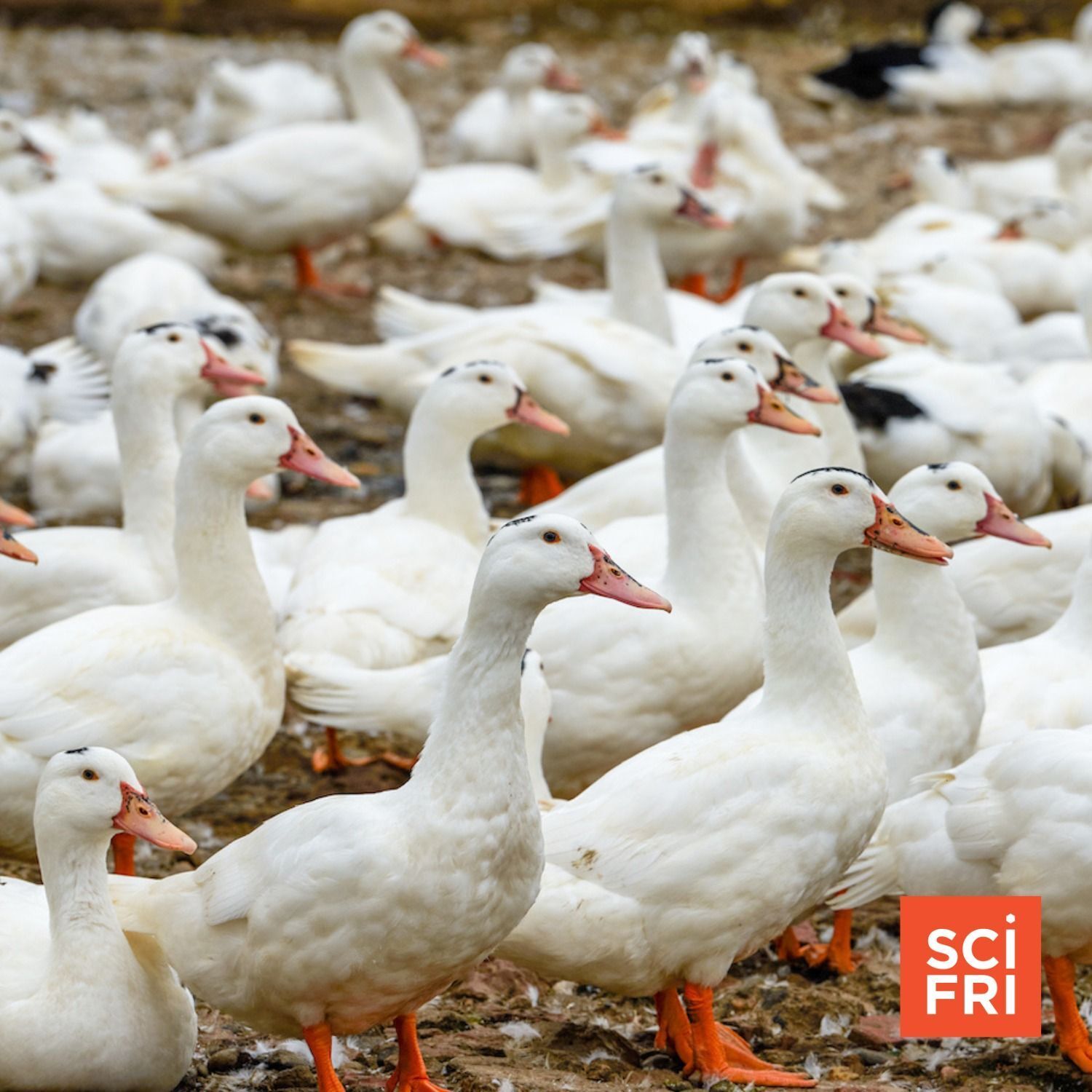 956: Strain Of Bird Flu Discovered In California | Understanding Bipolar Disorder Through The Genome episode artwork