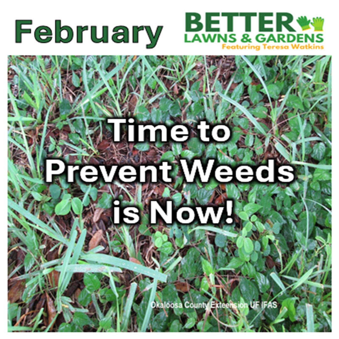 Better Lawns and Gardens - Hour 2 Preventing Weeds February 1, 2025