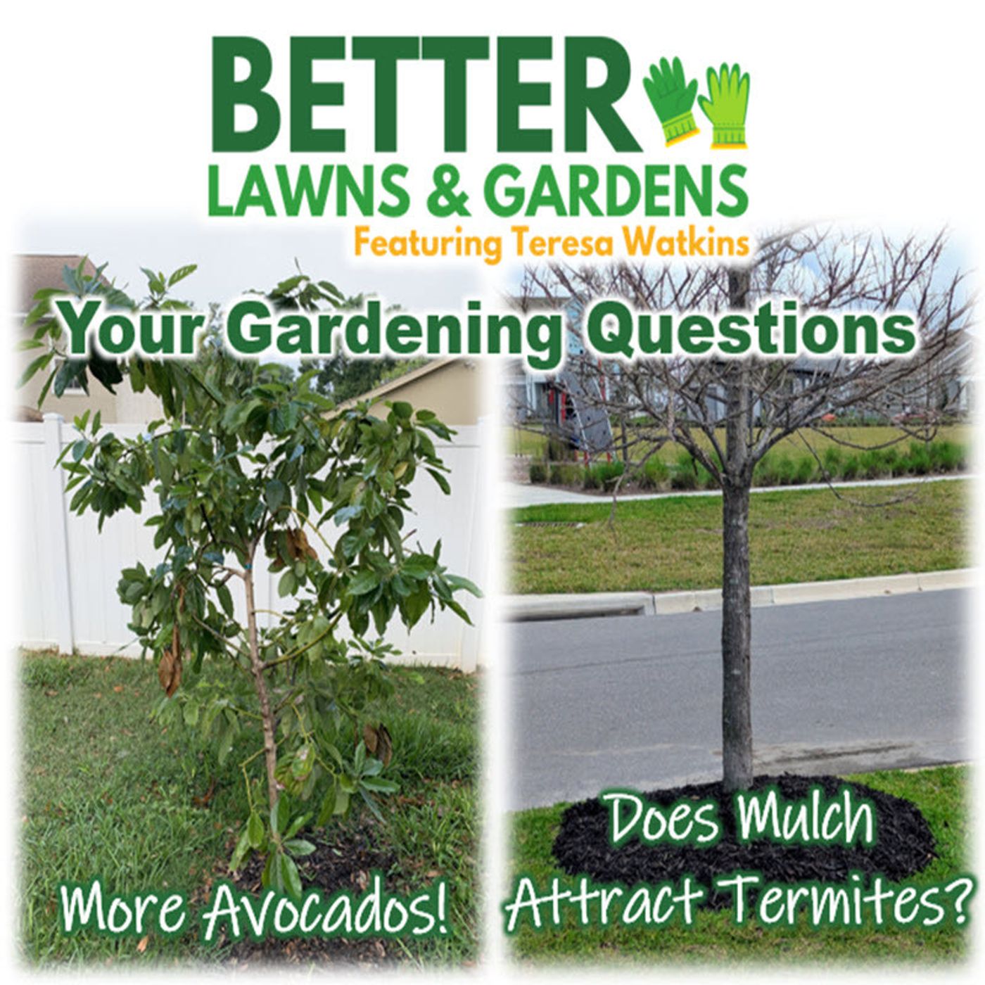 Better Lawns and Gardens - Hour 2 Your Gardening Questions Part 2 February 15, 2025
