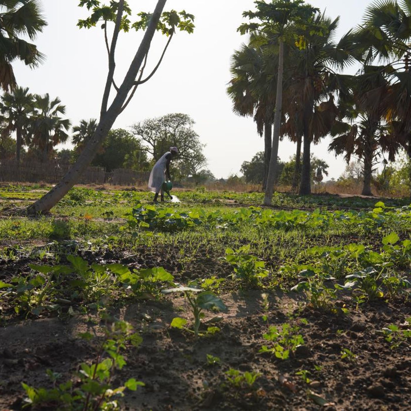 Lawyer, Farmer, Changemaker: How Ajo Noel is Redefining His Community’s Future