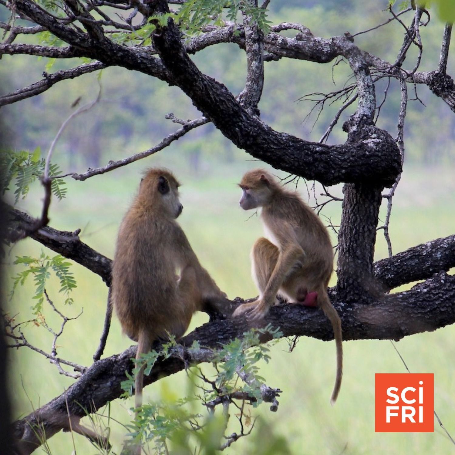 969: Can Men and Women (Baboons) Really Just Be Friends? | The Best Bear Deterrent May Be Drones episode artwork