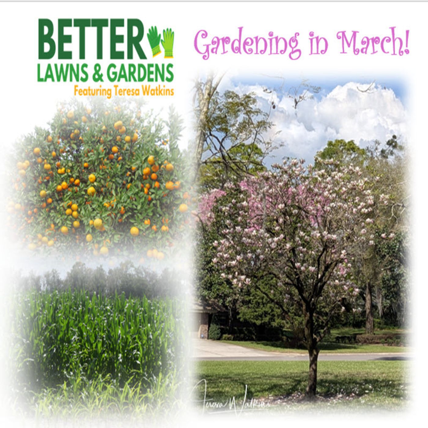 Better Lawns and Gardens - Hour 1 Gardening in March! March 1, 2025