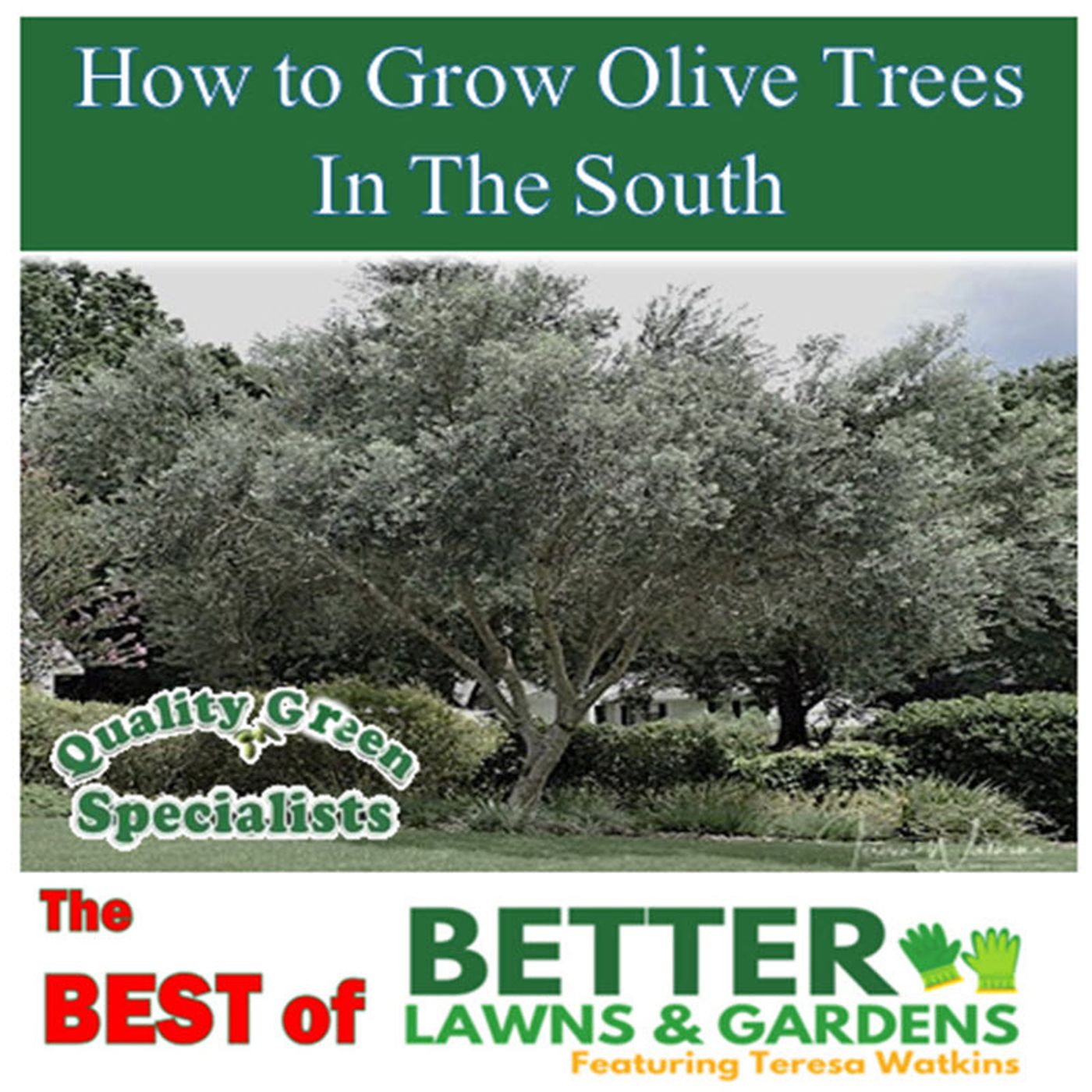 Best of Better Lawns and Gardens - Hour 2 Growing Olive Trees March 8, 2025