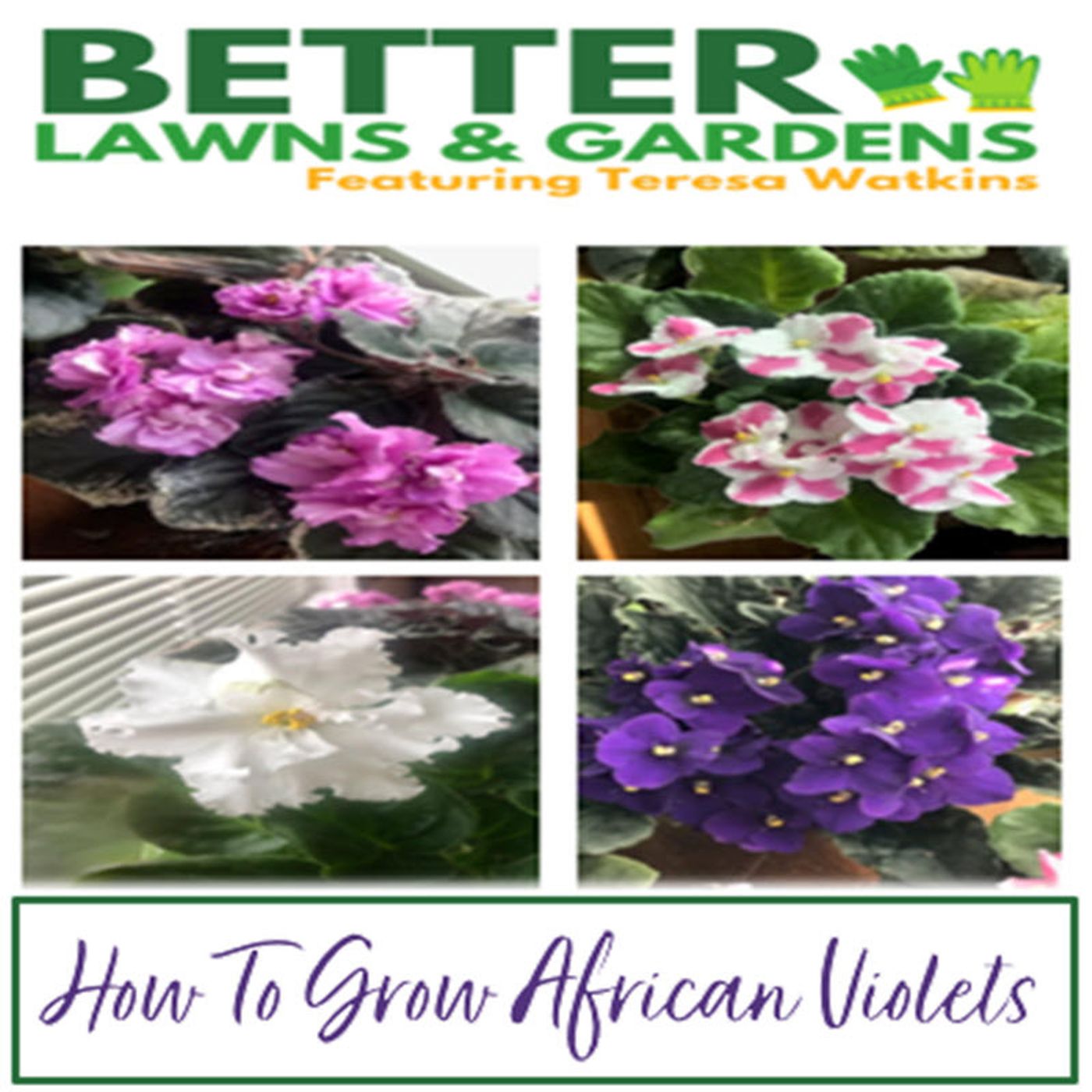 Better Lawns and Gardens - Hour 1 How to Grow African Violets March 15, 2025