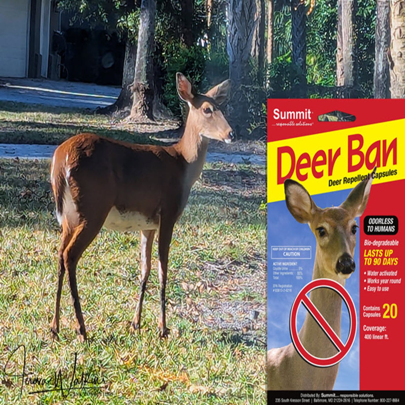 S2 Ep354: Better Lawns and Gardens - Hour 2 Solutions to Your Deer Issue April 19, 2025