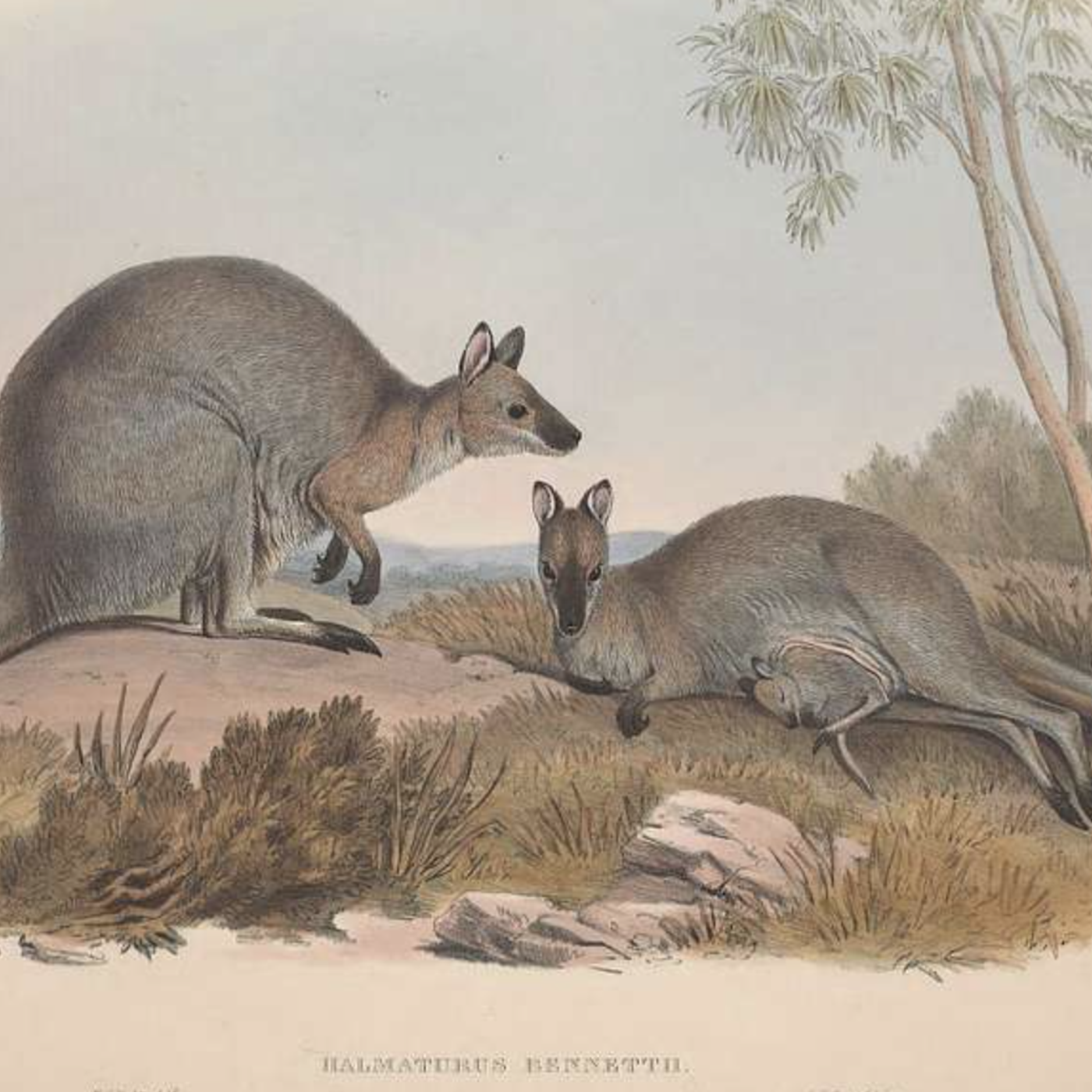 #OZWATCH: SEARCHING FOR VALERIES ON KANGAROO ISLAND.  JEREMY ZAKIS, NEW SOUTH WALES. #FRIENDSOFHISTORYDEBATINGSOCIETY
